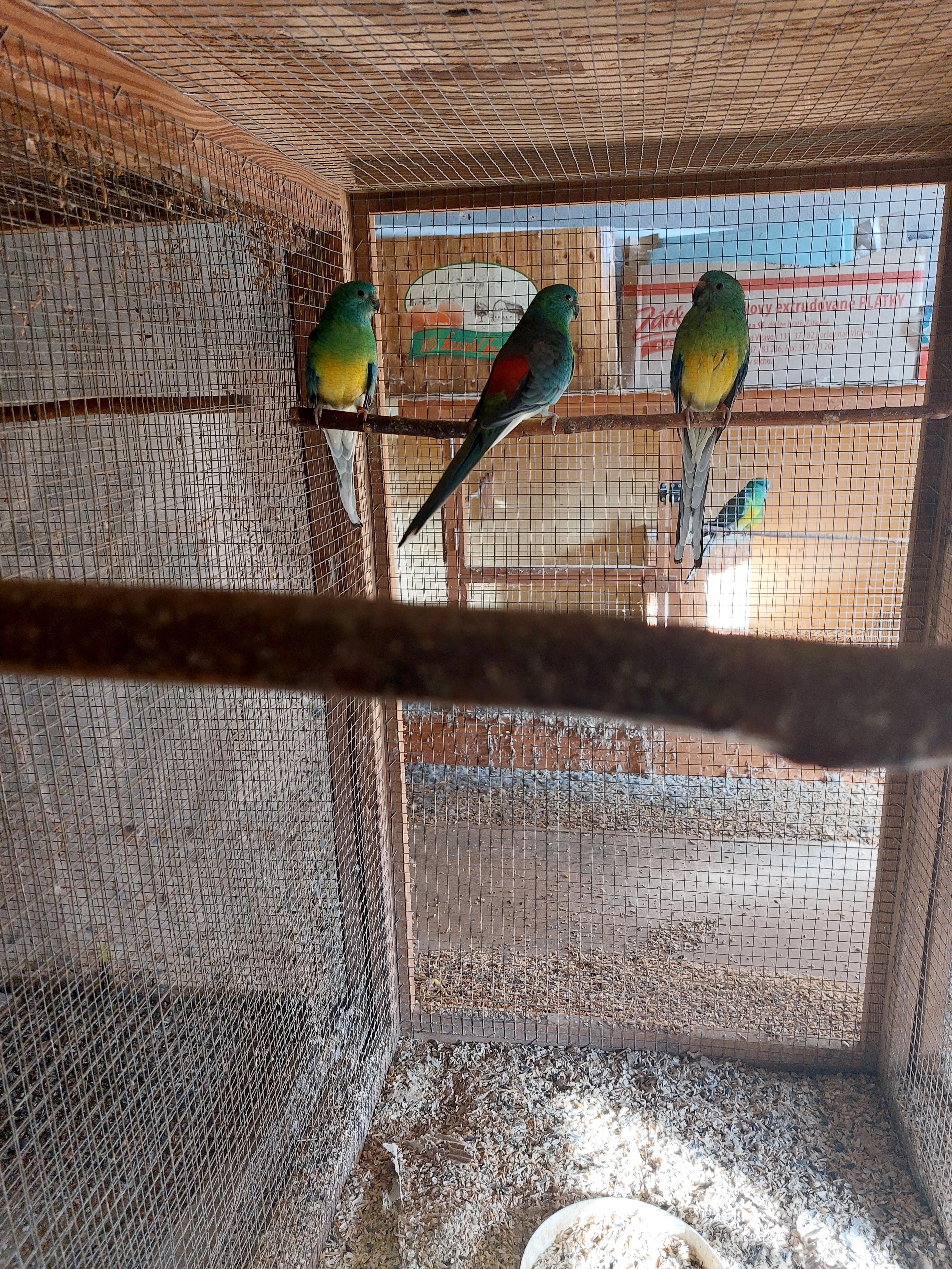 Prodám papoušky zpěvavé