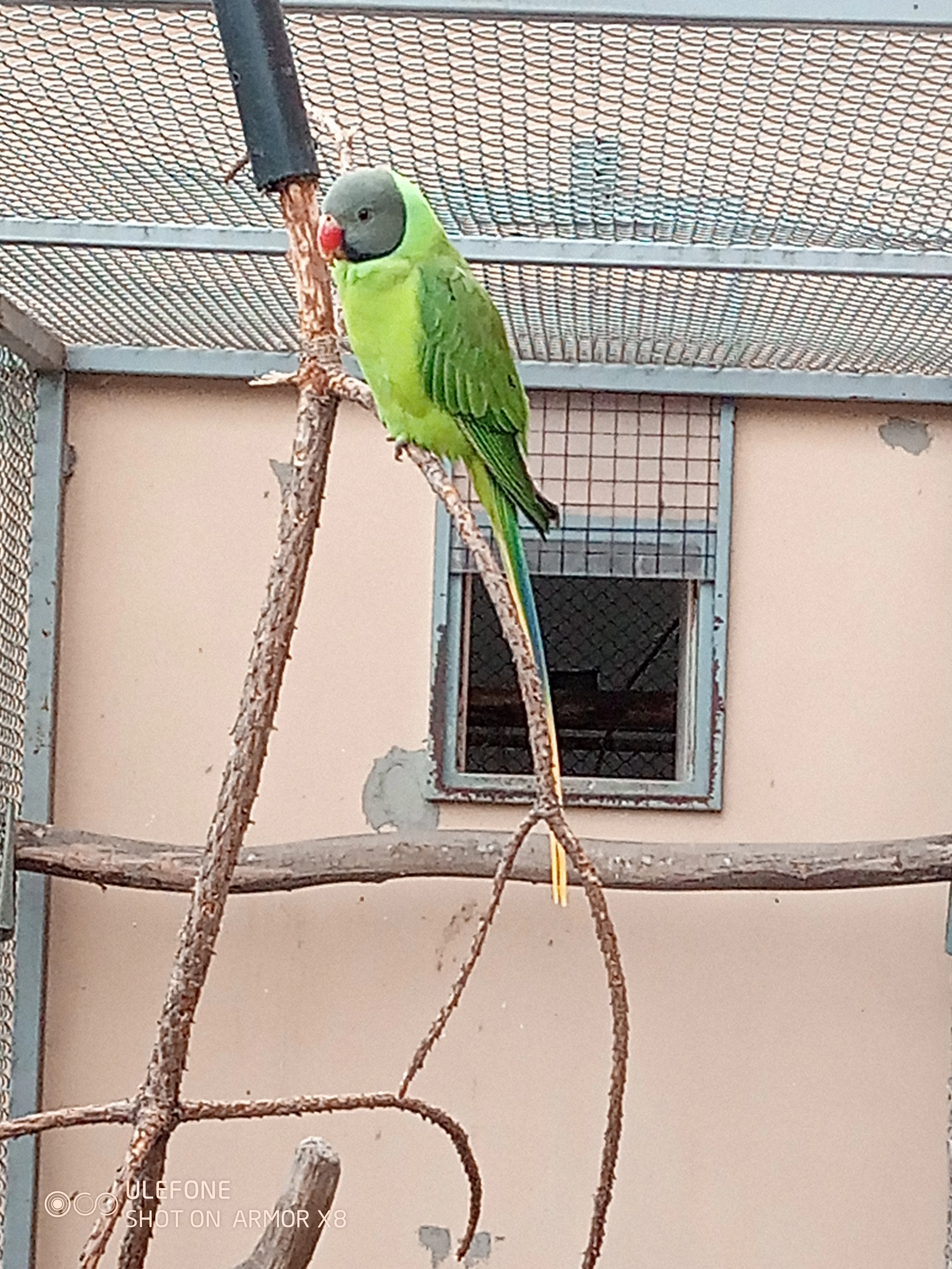 Alexandr černohlavý