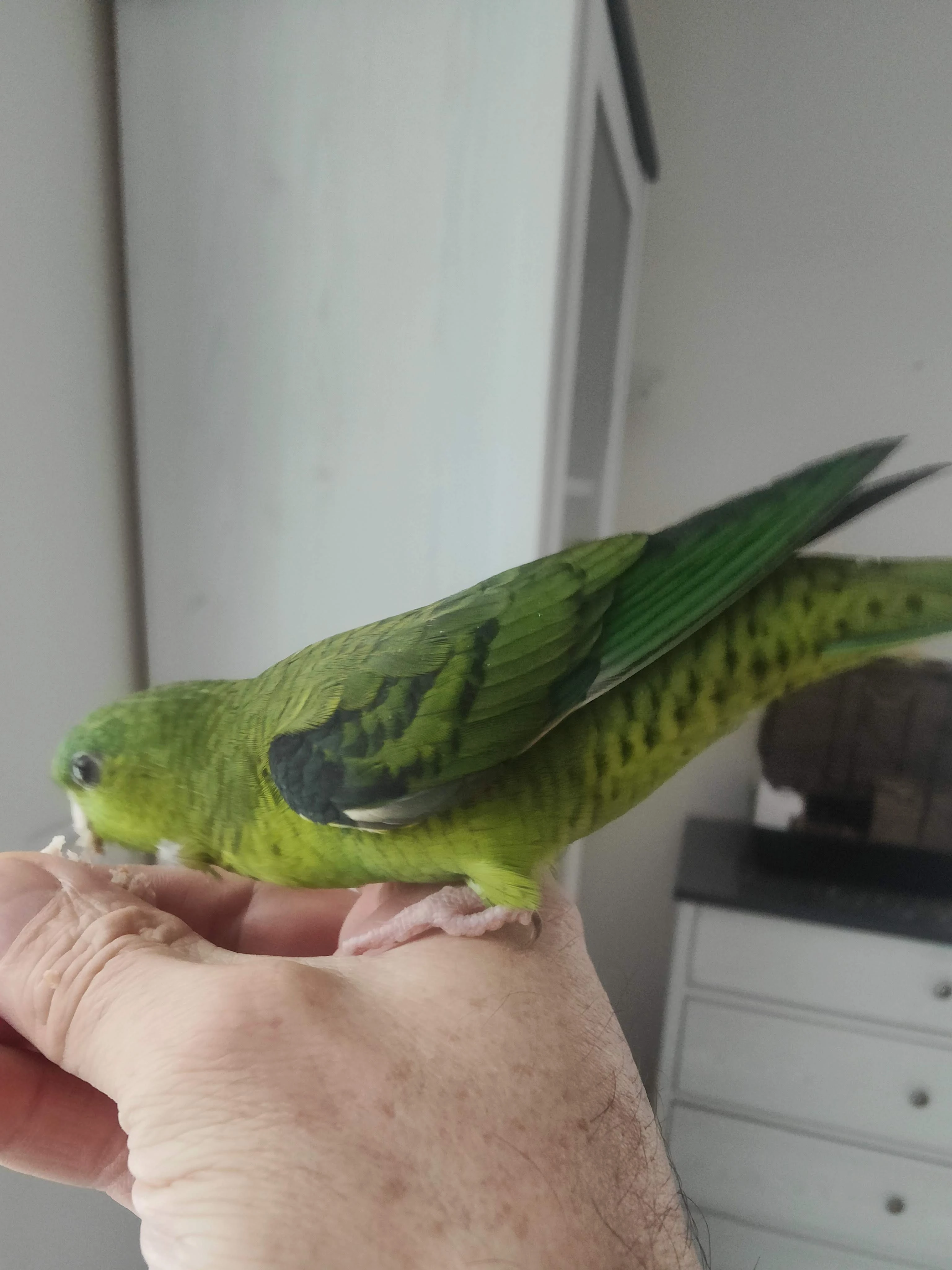 Ručně dokrmený, ochočený papoušek aymara