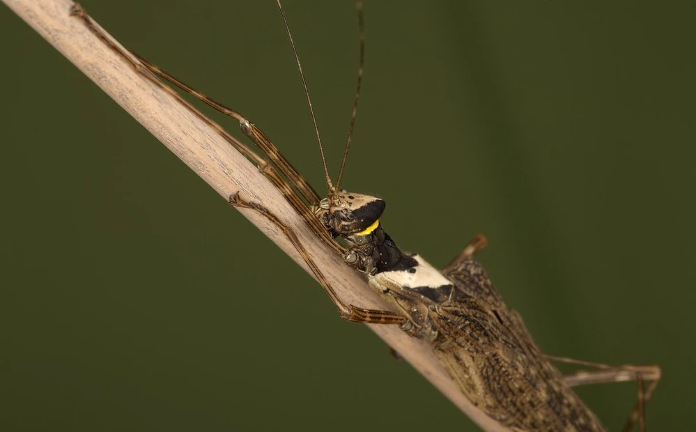 Nymfy Trachythorax albomaculatus “Kon Chu Rang” (Rozkrmené a ve skvělé kondici.)