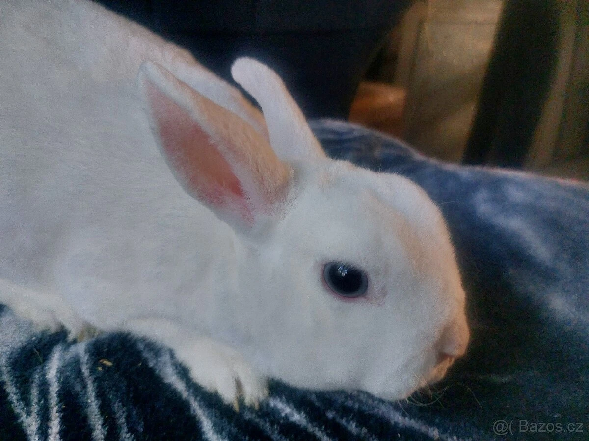 Samička bílý zakrslý rex