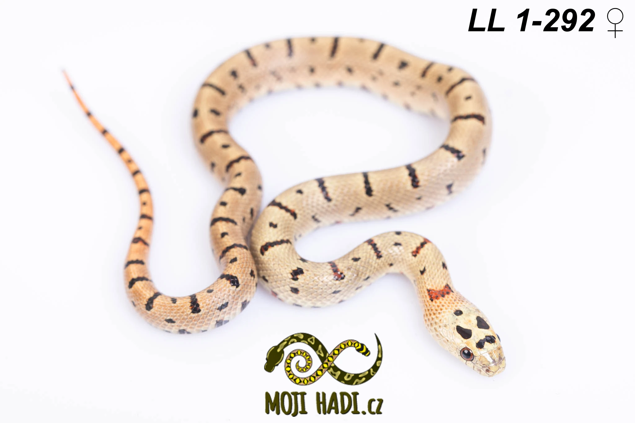 Lampropeltis leonis (dříve L. mexicana thayeri)