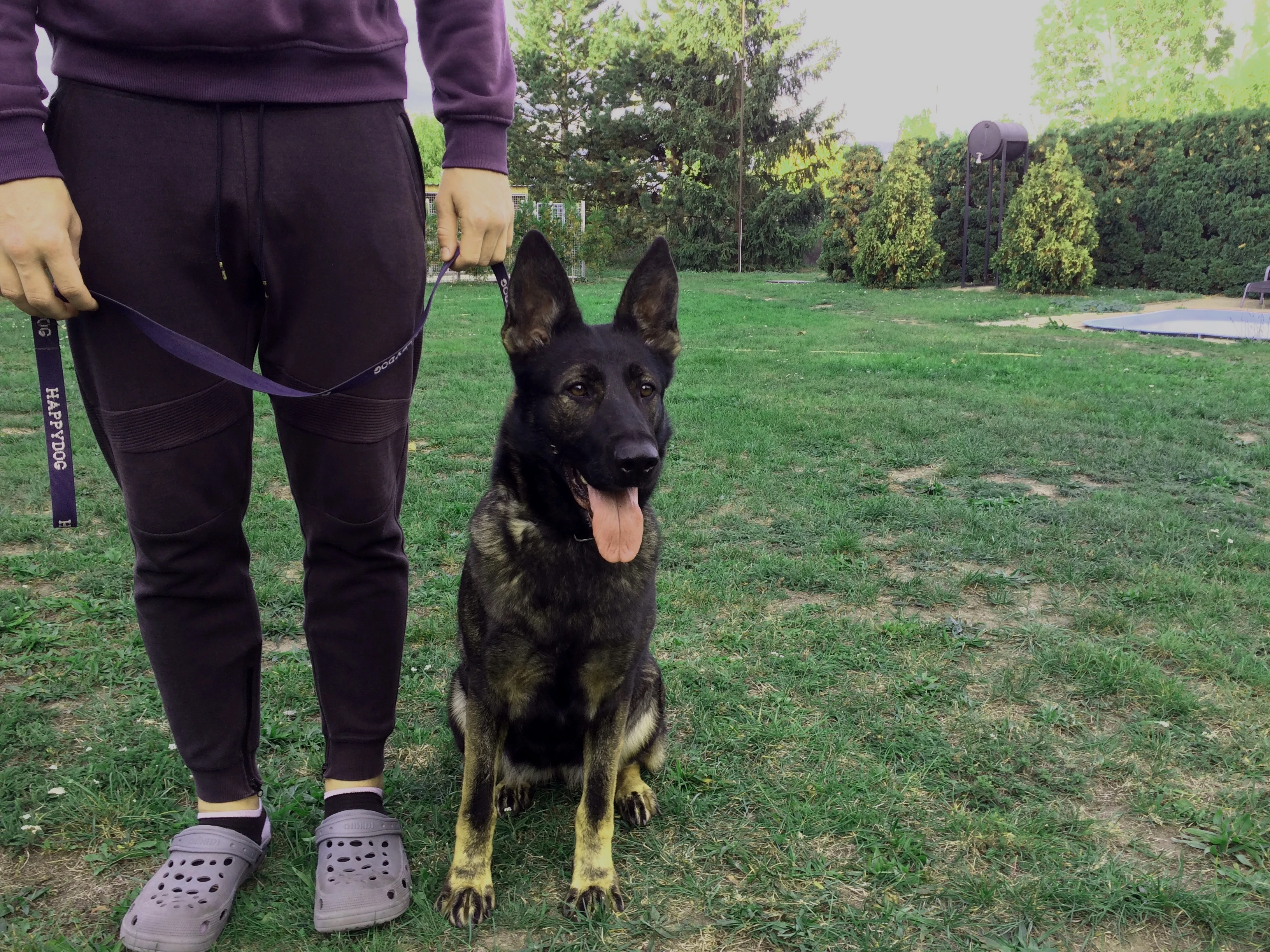 Německý ovčák fena na hlídání objektů a nemovitostí