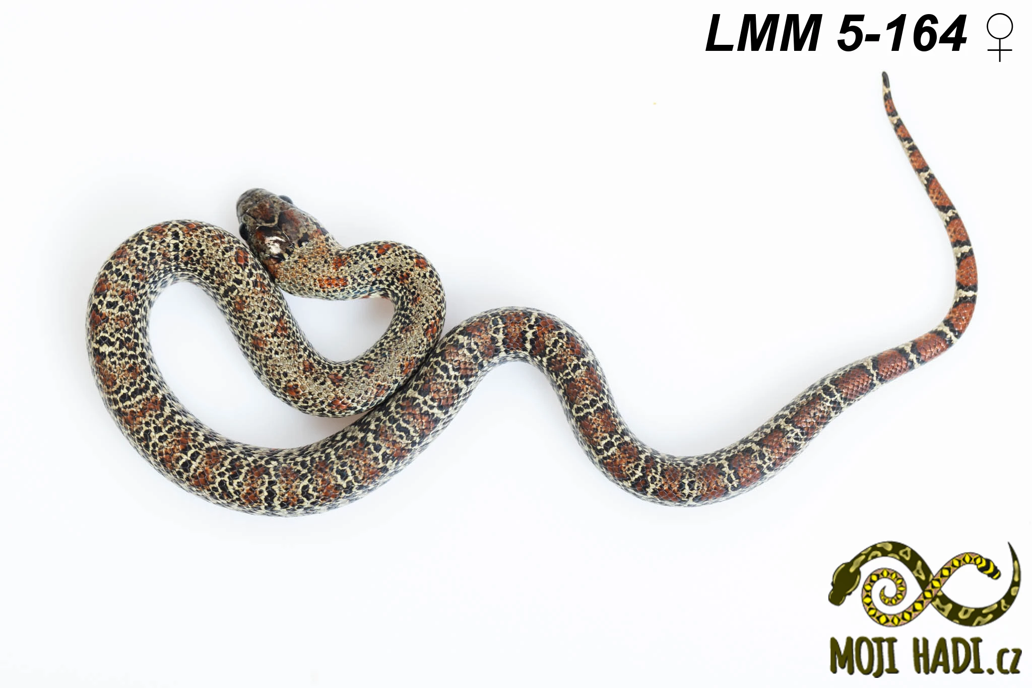 Lampropletis mexicana mexicana - Korálovka mexická