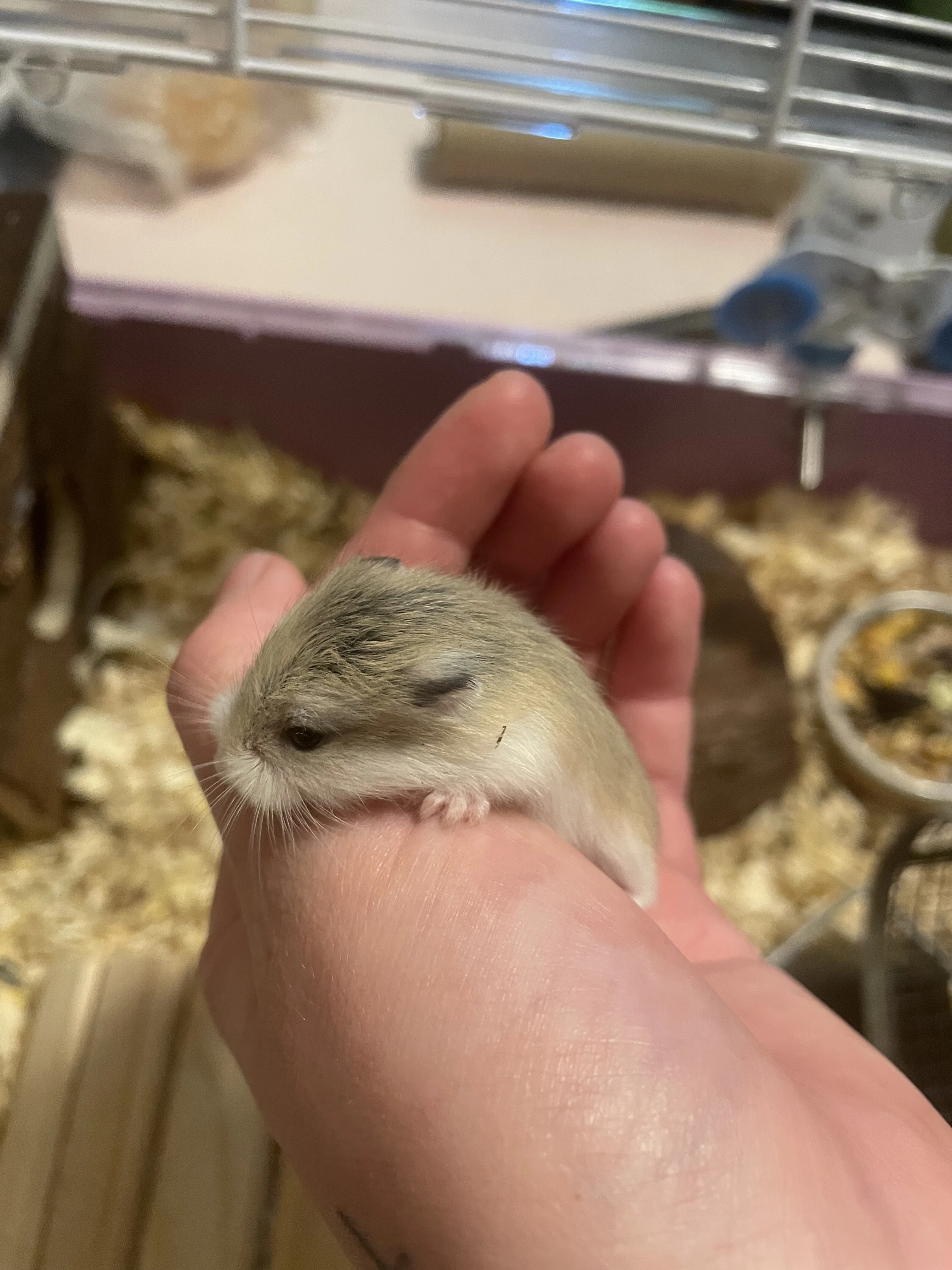 Křečík Roborovského