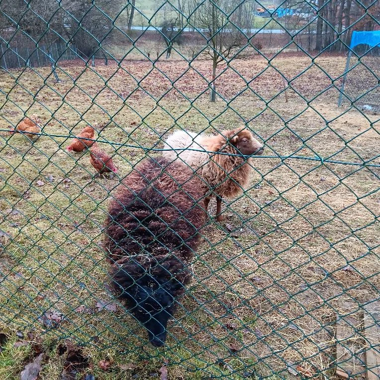 Prodám dvě ovečky.