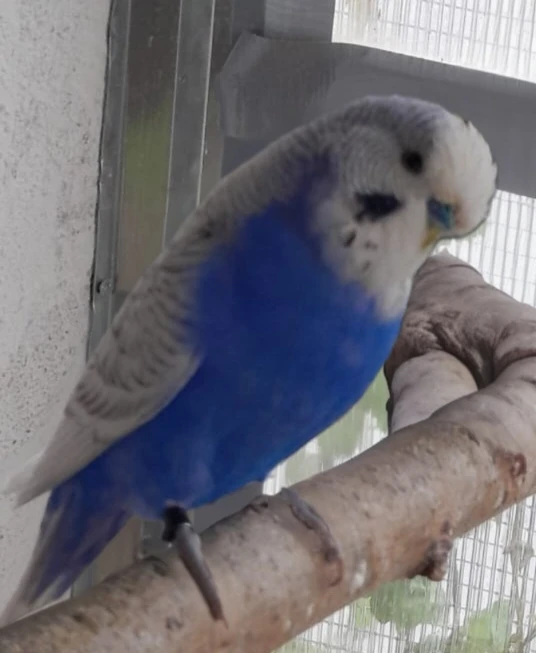 Andulka vlnkovaná koupím samičku