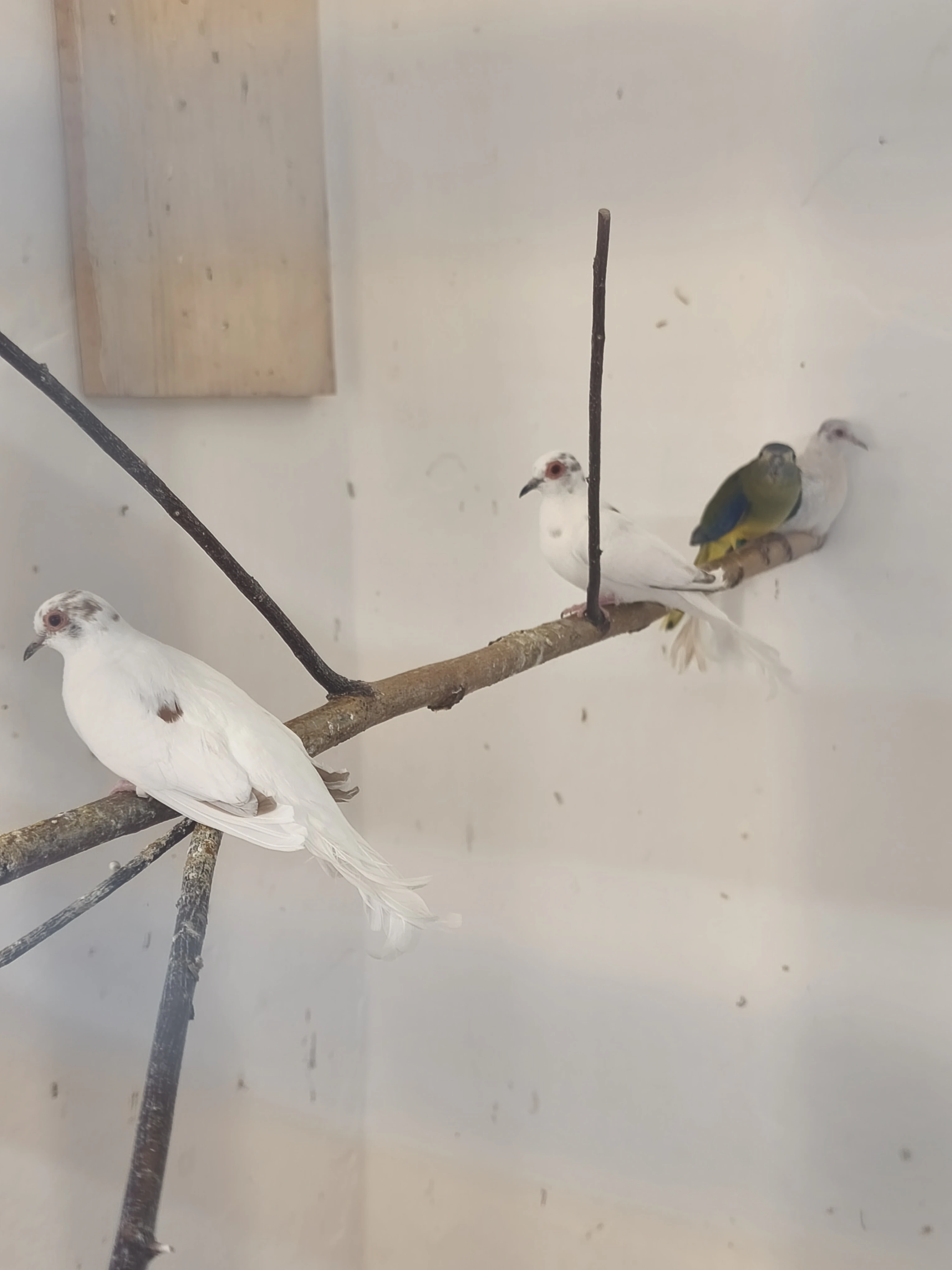 Holoubek diamantový