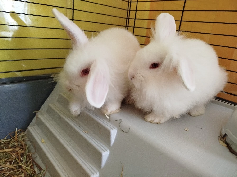 Králíčci dvojčata