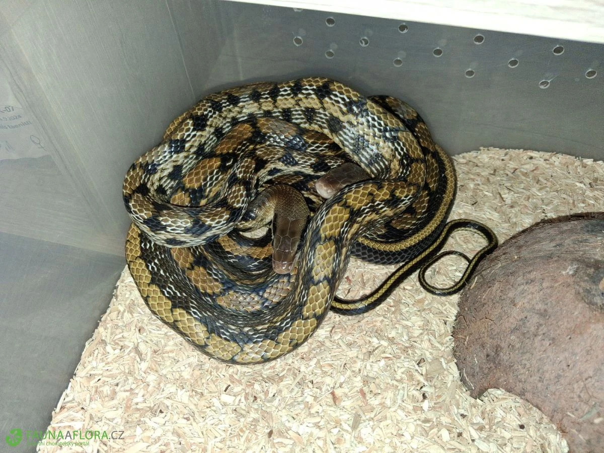 Poslední samice O. t. friesei NZ24