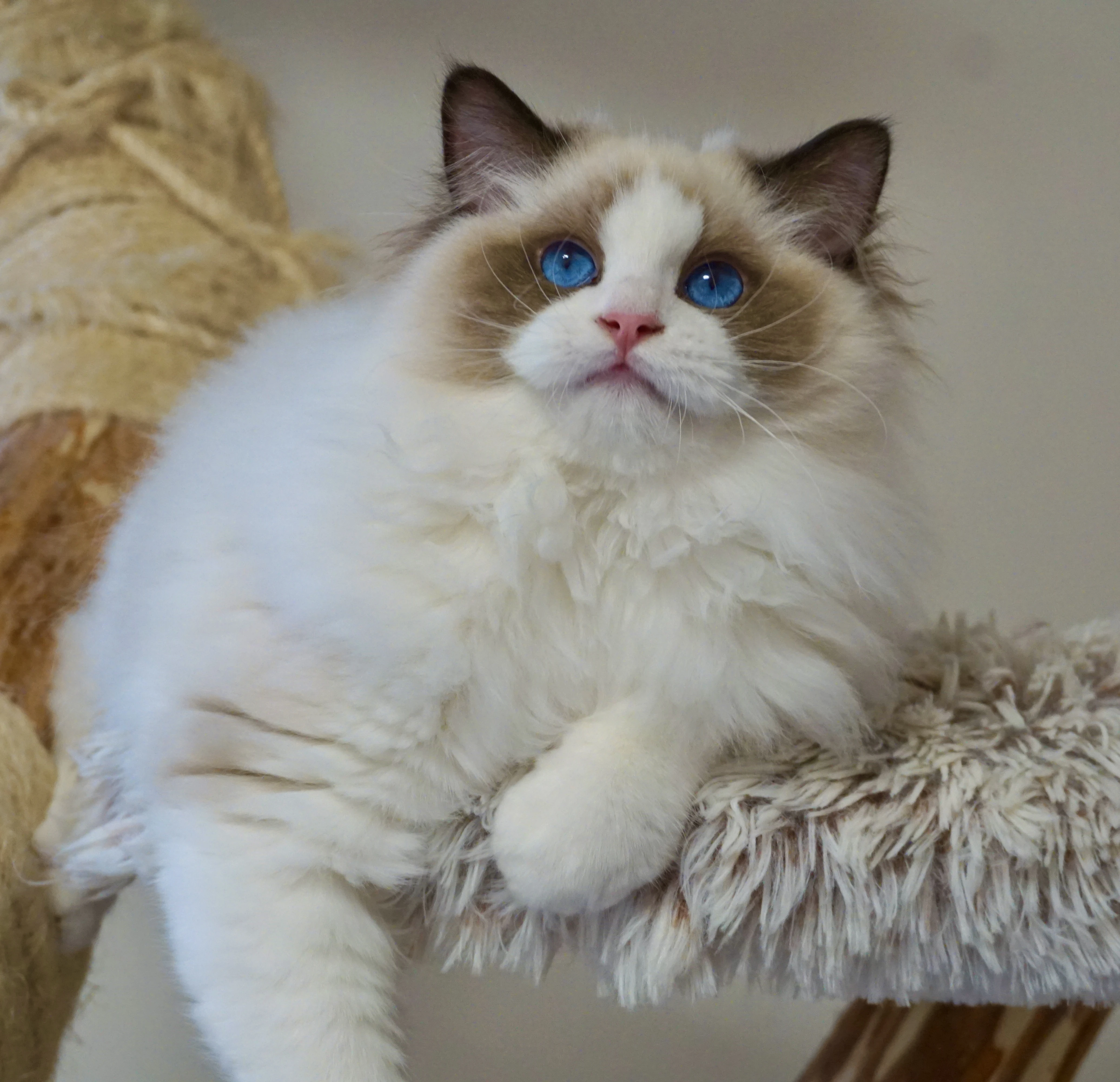 Luxusní ragdoll koťátka.