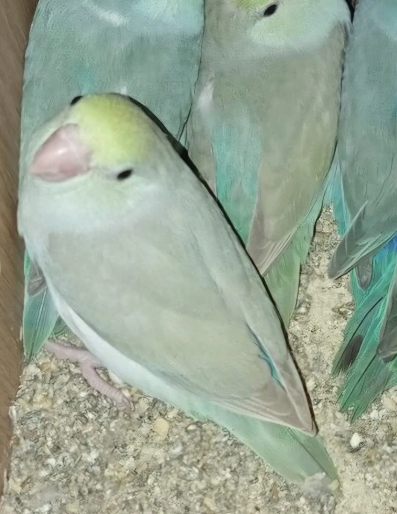 Papoušiček šedokřídly