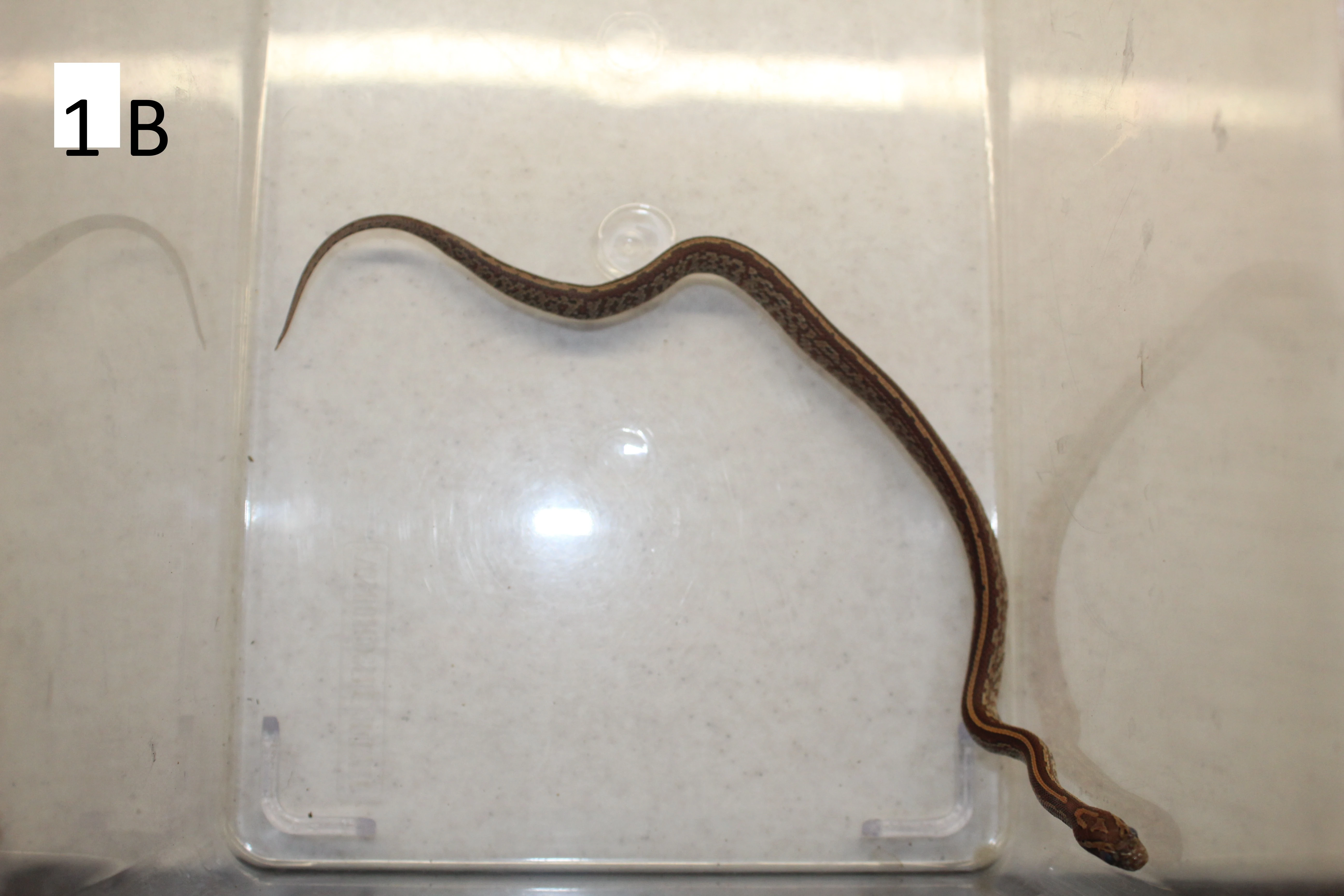 Prodám mladé užovky červené