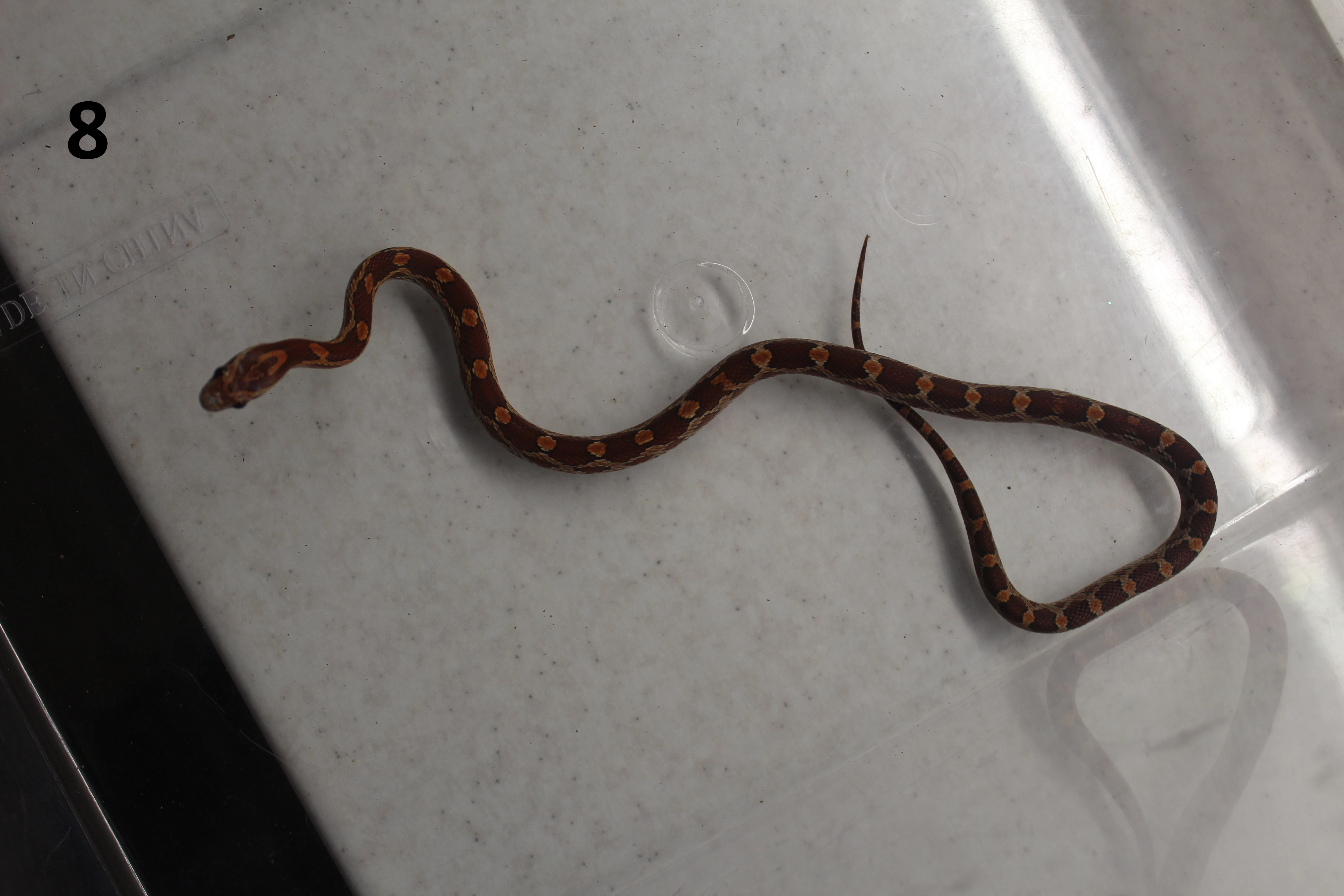 Prodám mladé užovky červené