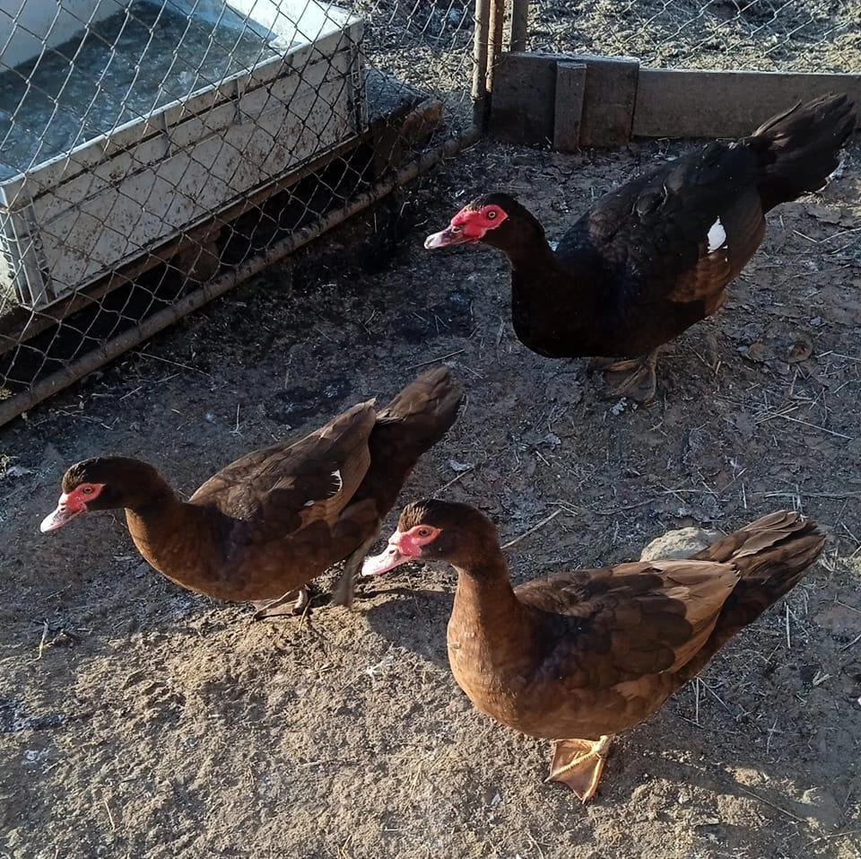 Pižmovka hnědě divoká