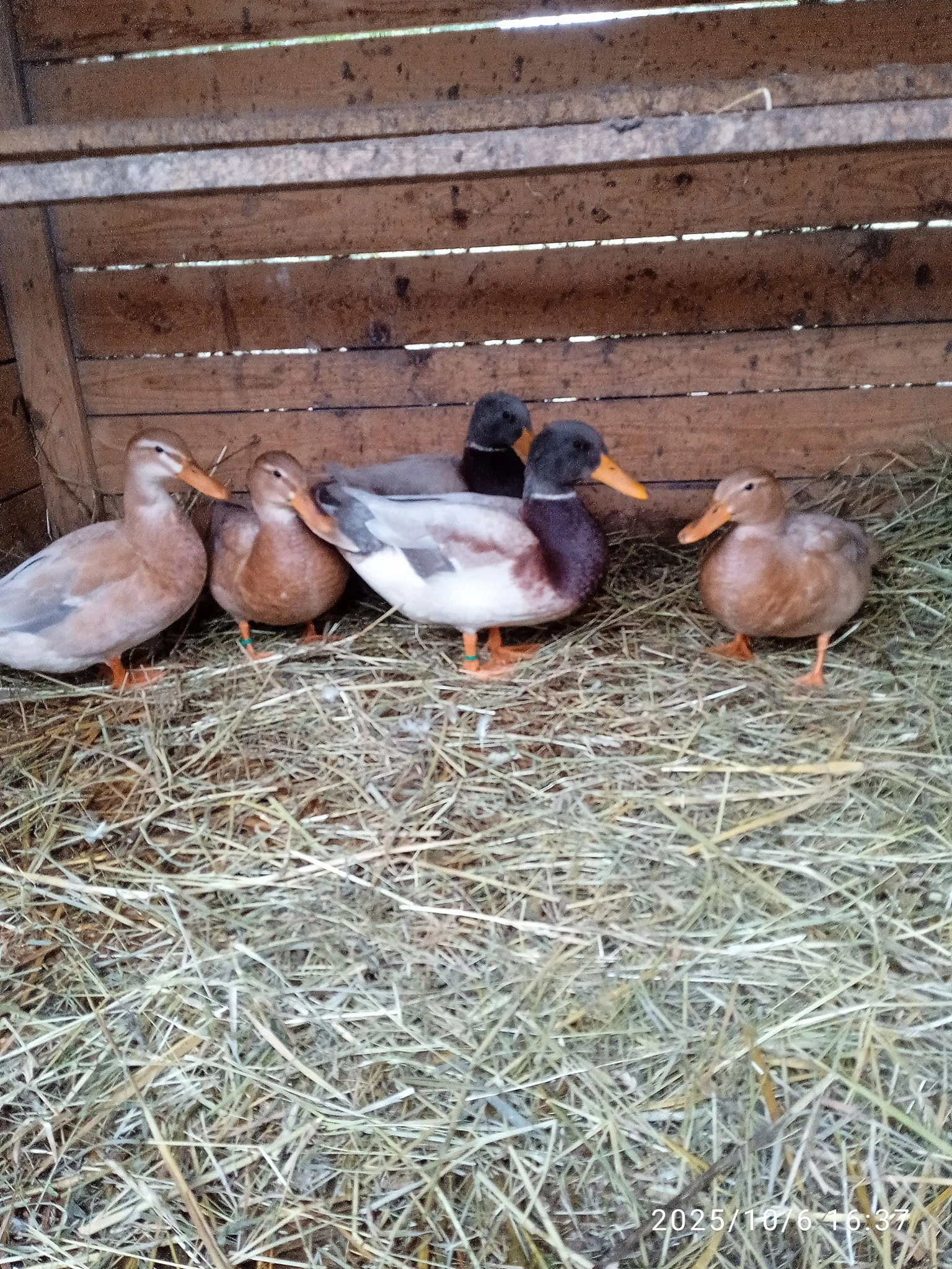 Kachny vysokohnízdící létavé