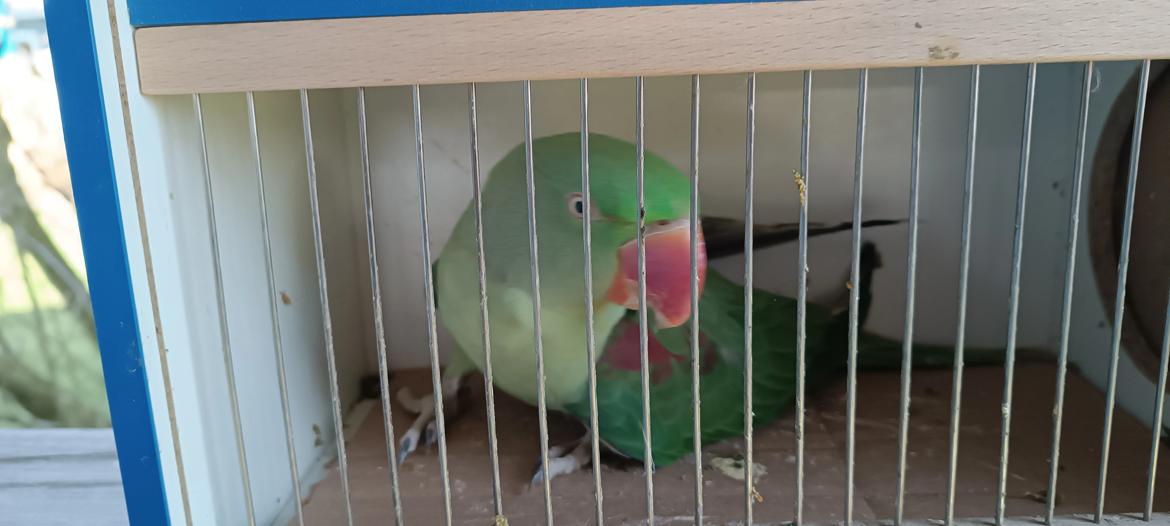 Prodám Alexexandr velký