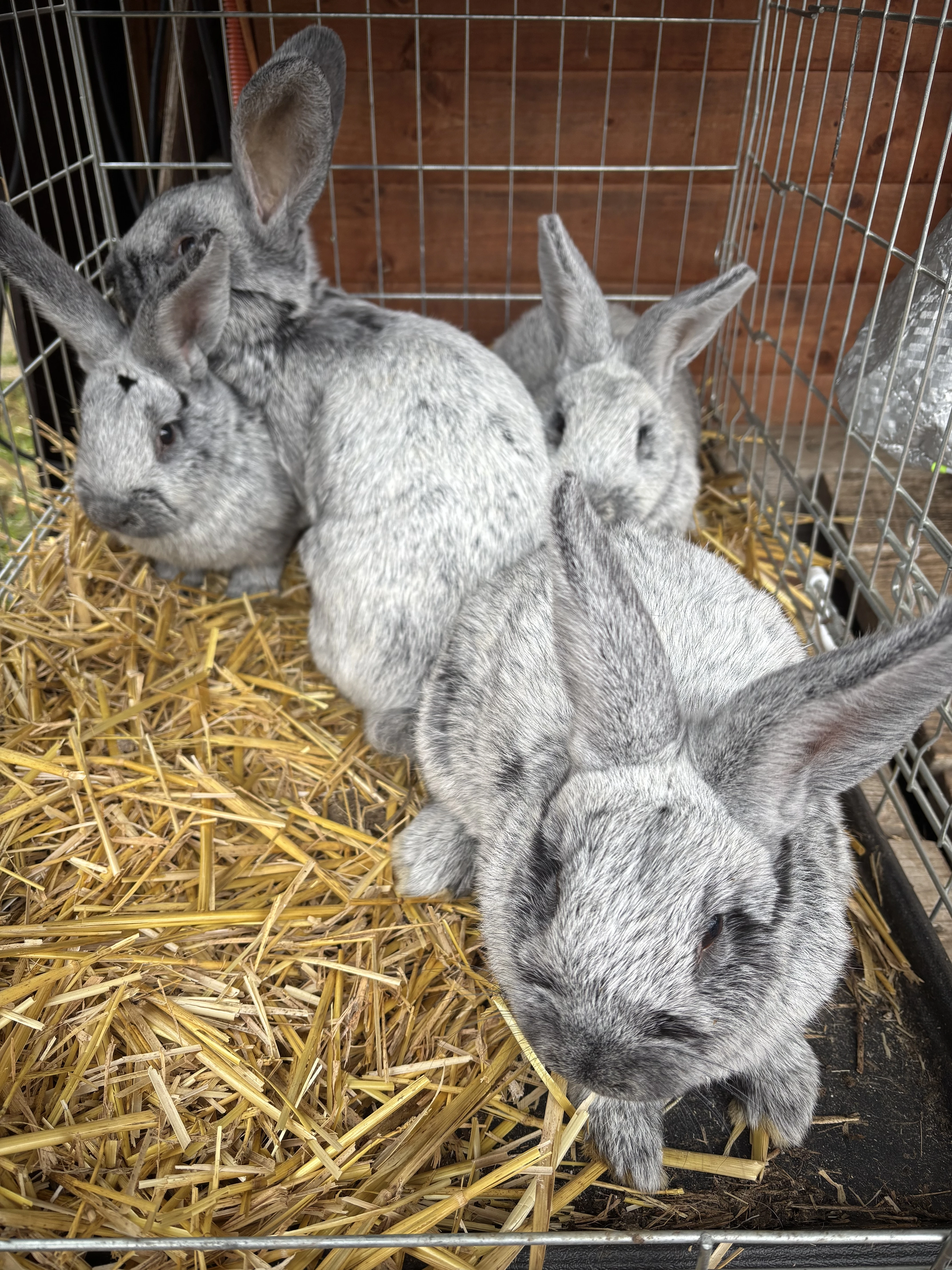 Velký světlý stříbřitý VSS