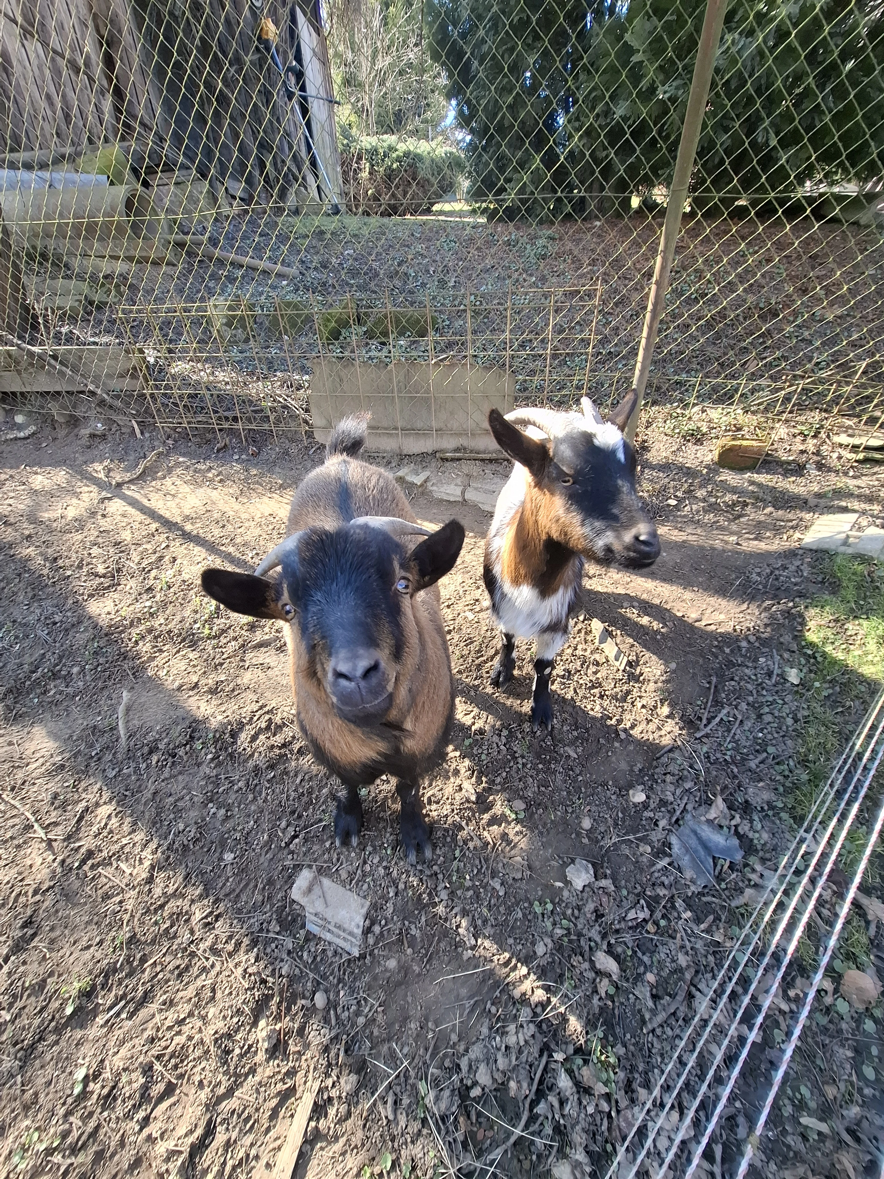 Holandská kozička a kozlik