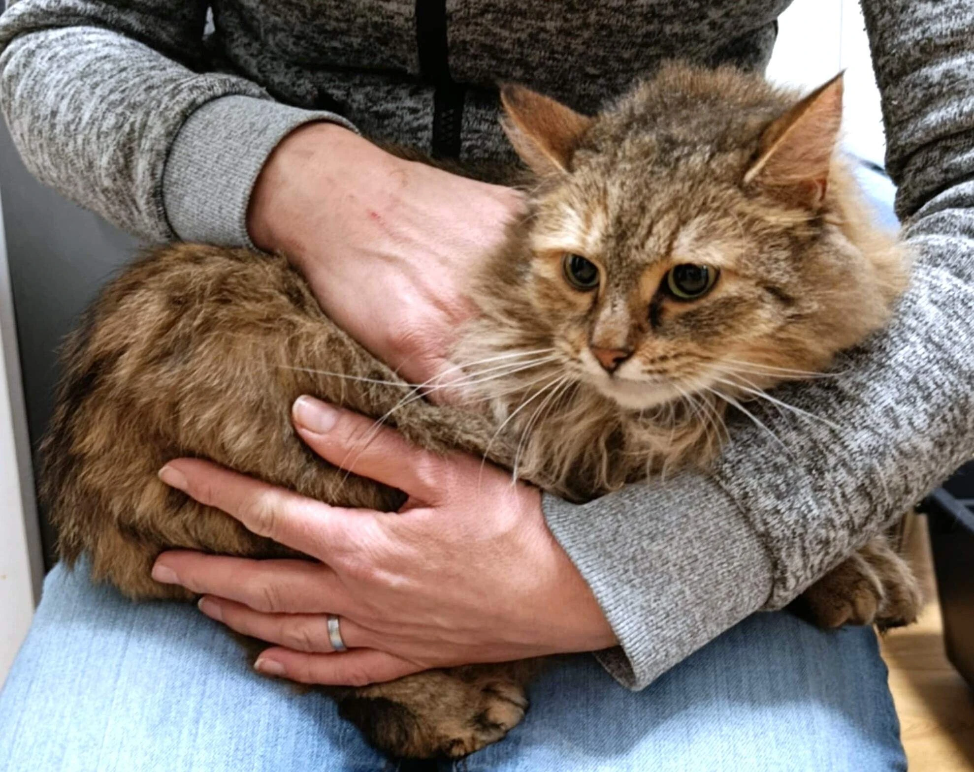 Kočička Torvi hledá nový domov