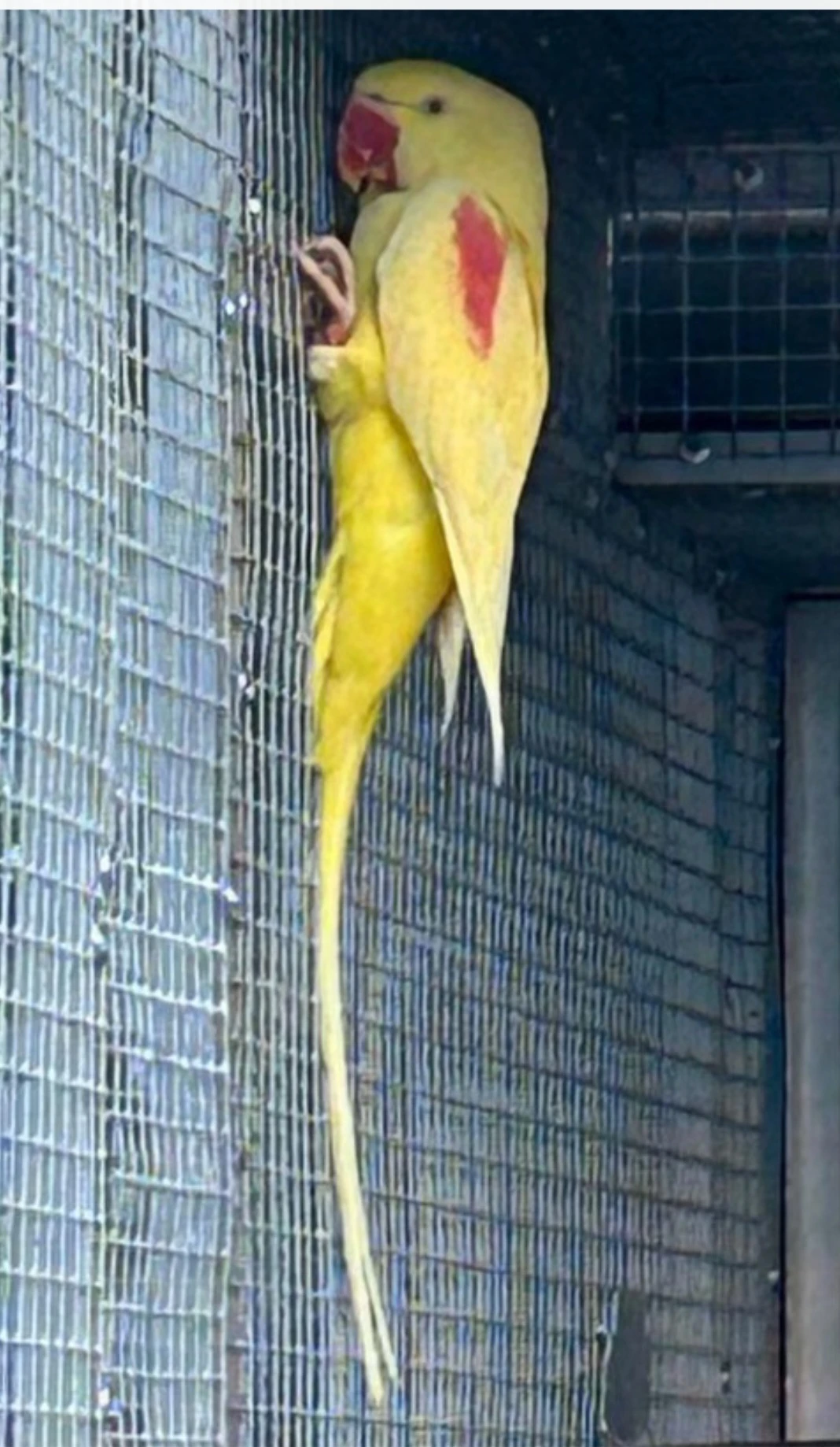 Alexander veľký - lutino