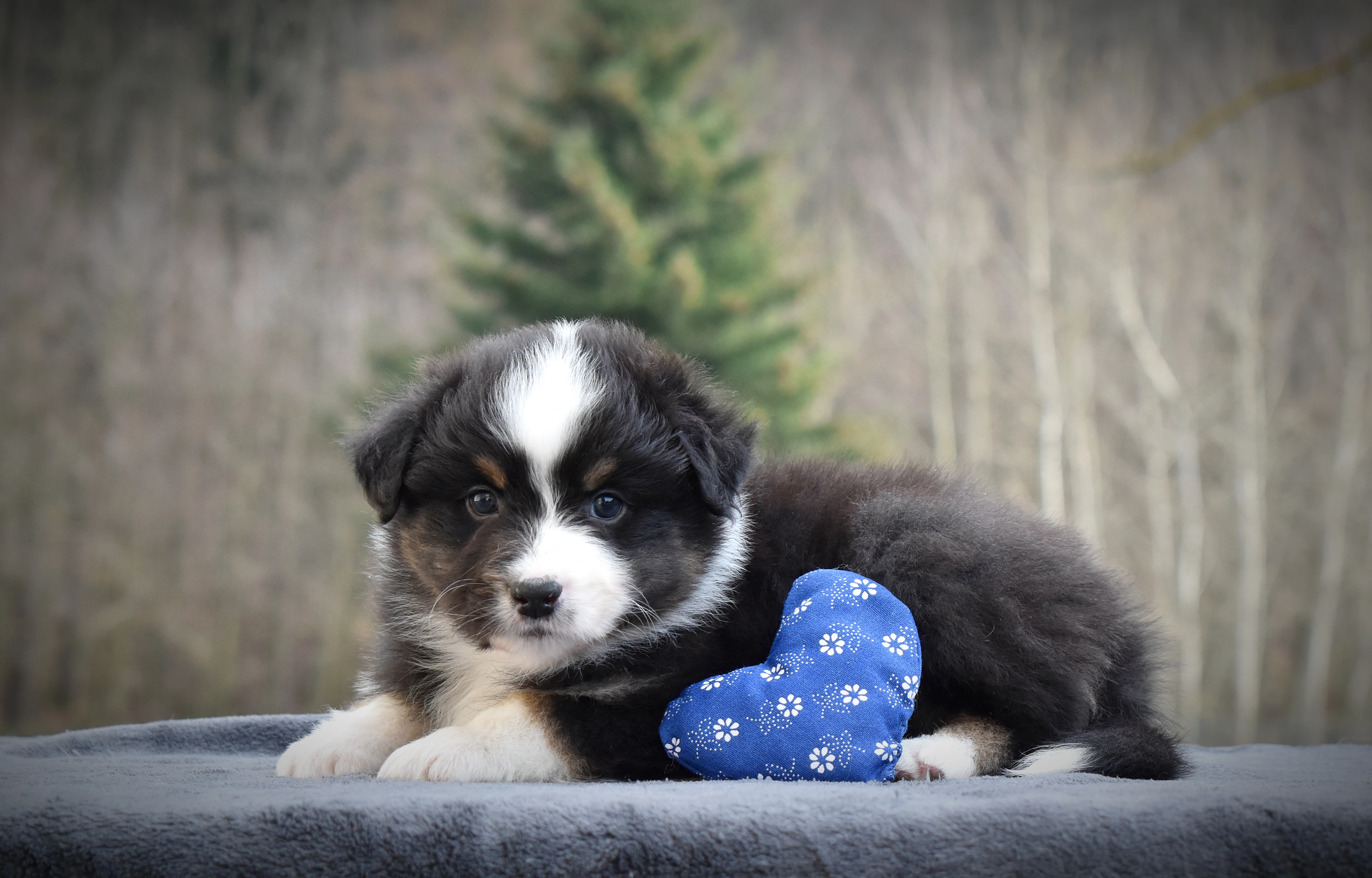 Australský ovčák s PP