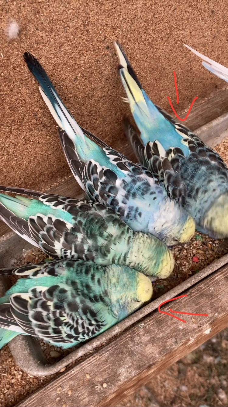 Daruji dospělé andulky