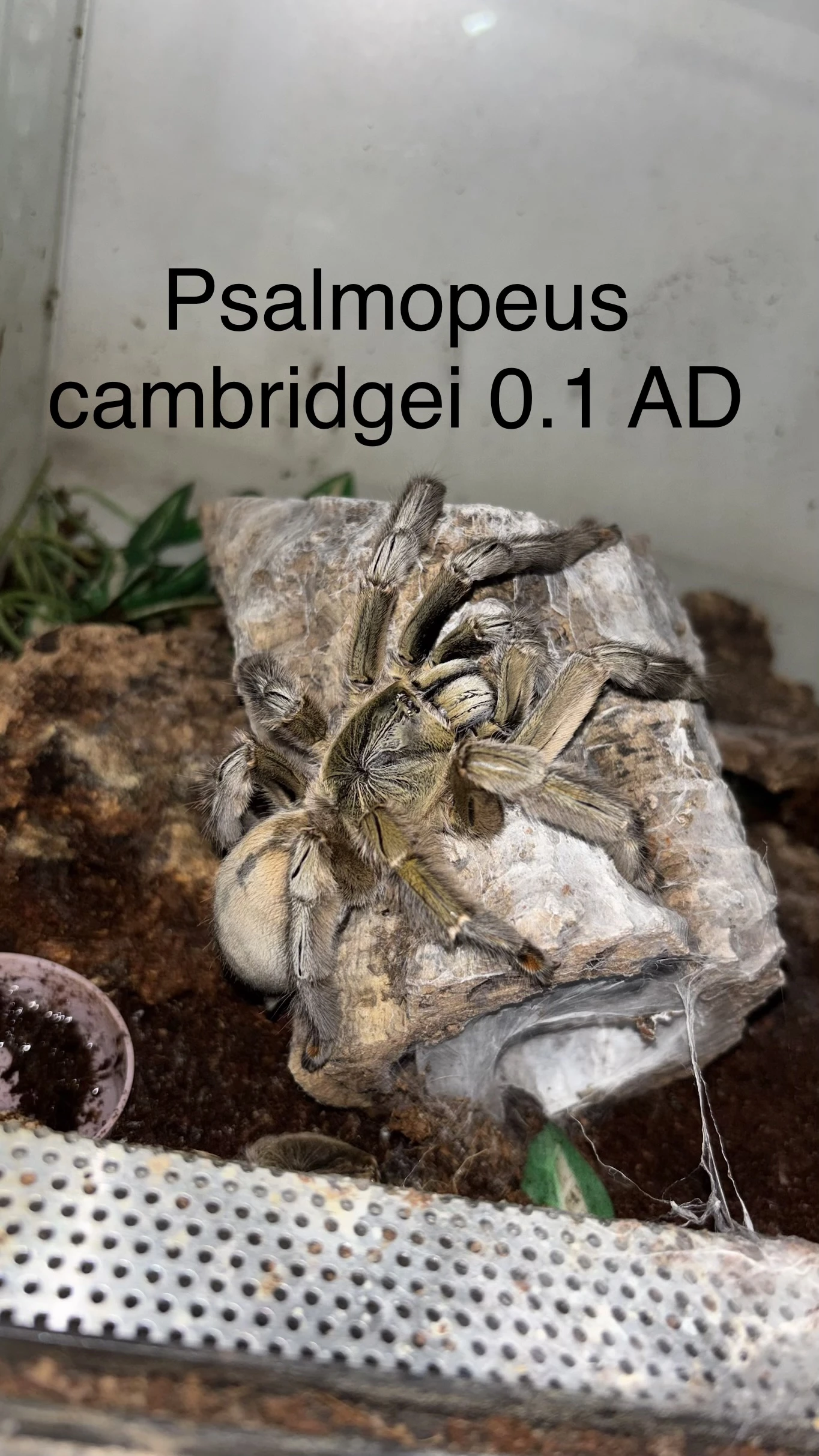 Pavouci - aktuální nabídka 13.3