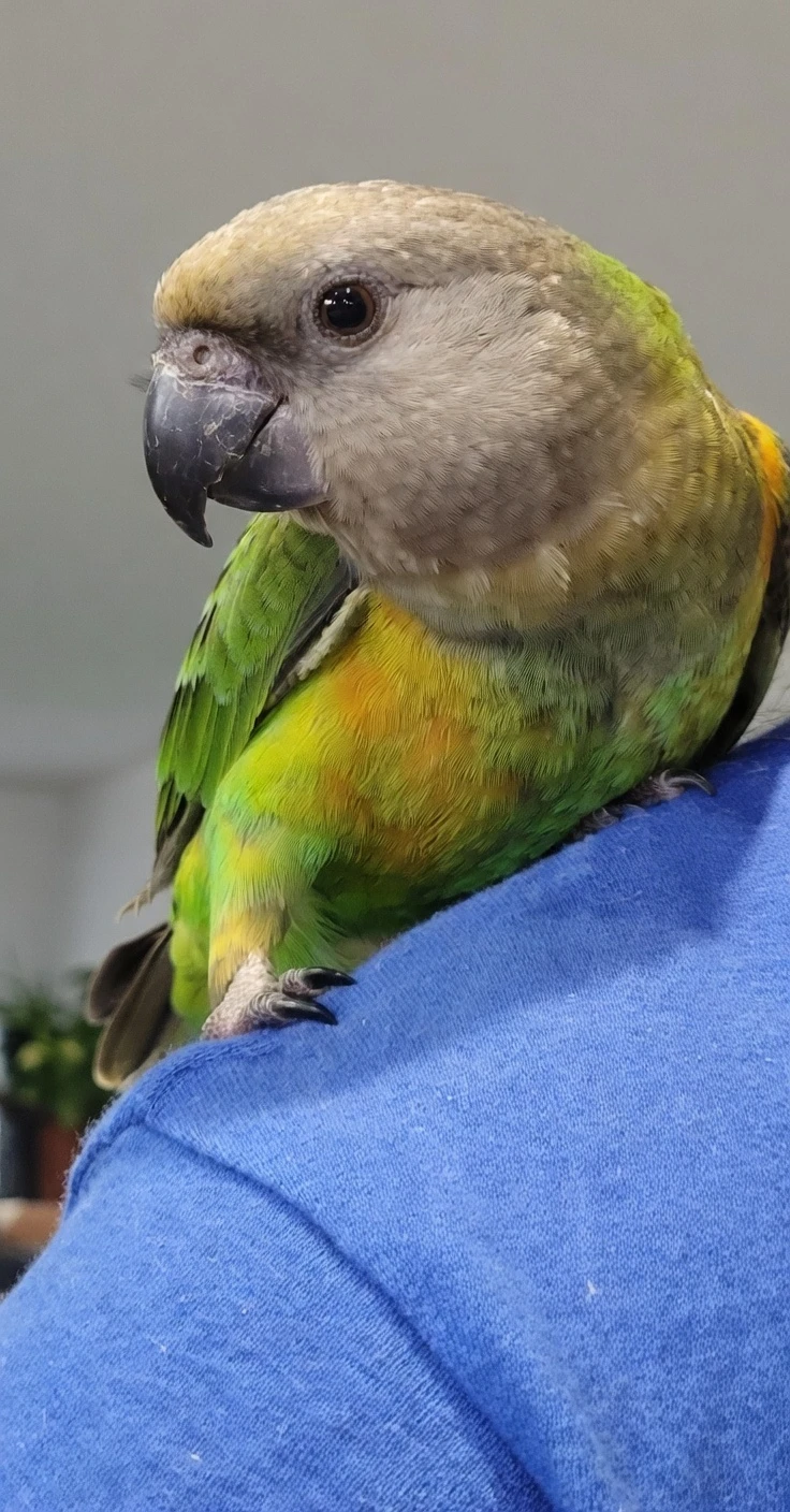 Papoušek senegalský