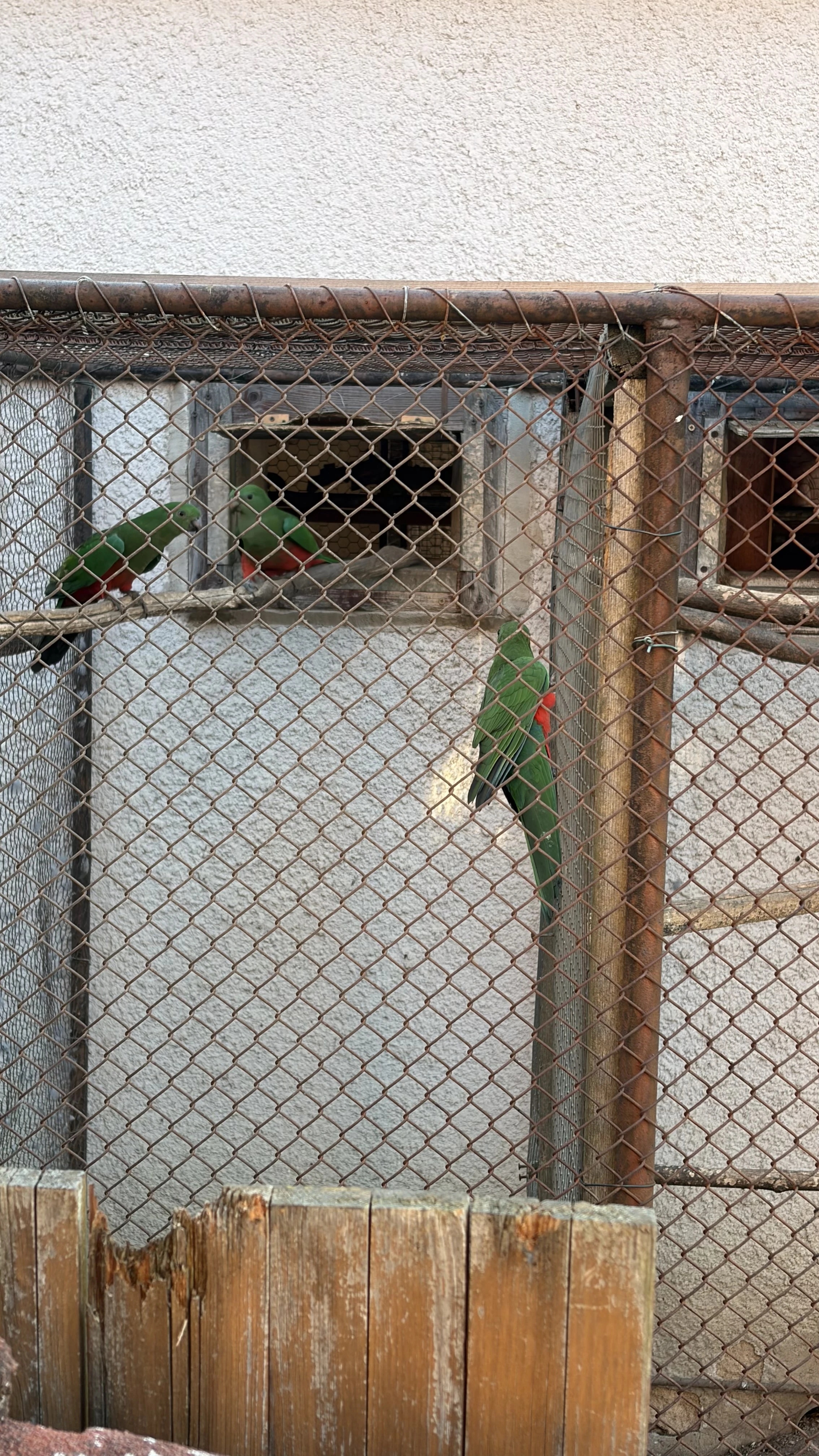 Prodám mladé Papoušky královské 2leté