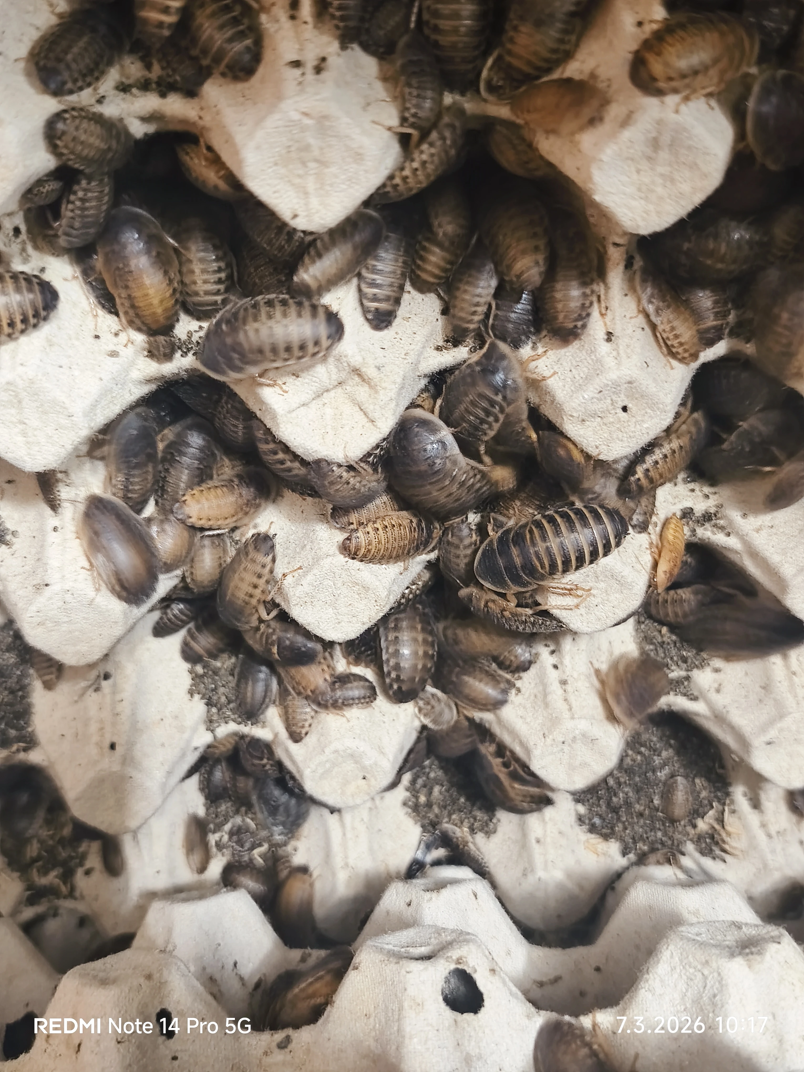 Blaptica dubia, šváb argentinský