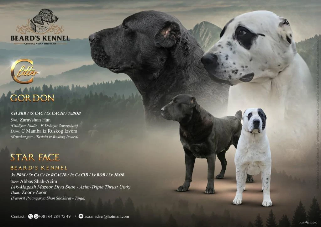 Středoasijský pastevecký pes – štěňata