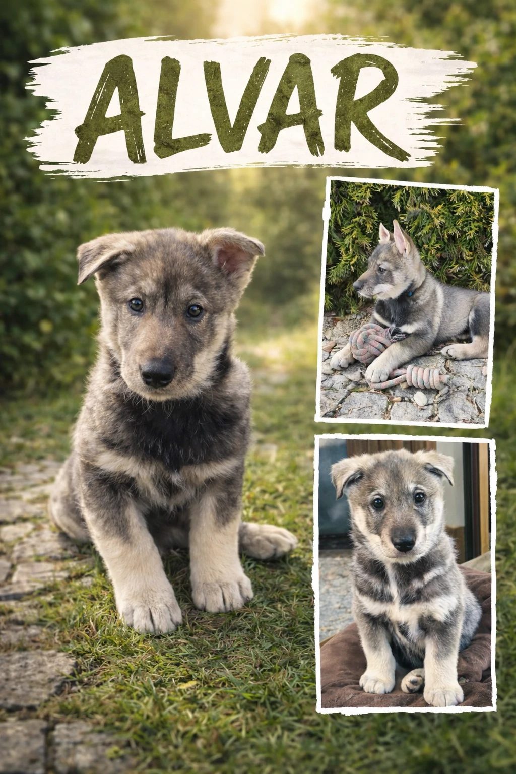 Štěňata západosibiřské lajky