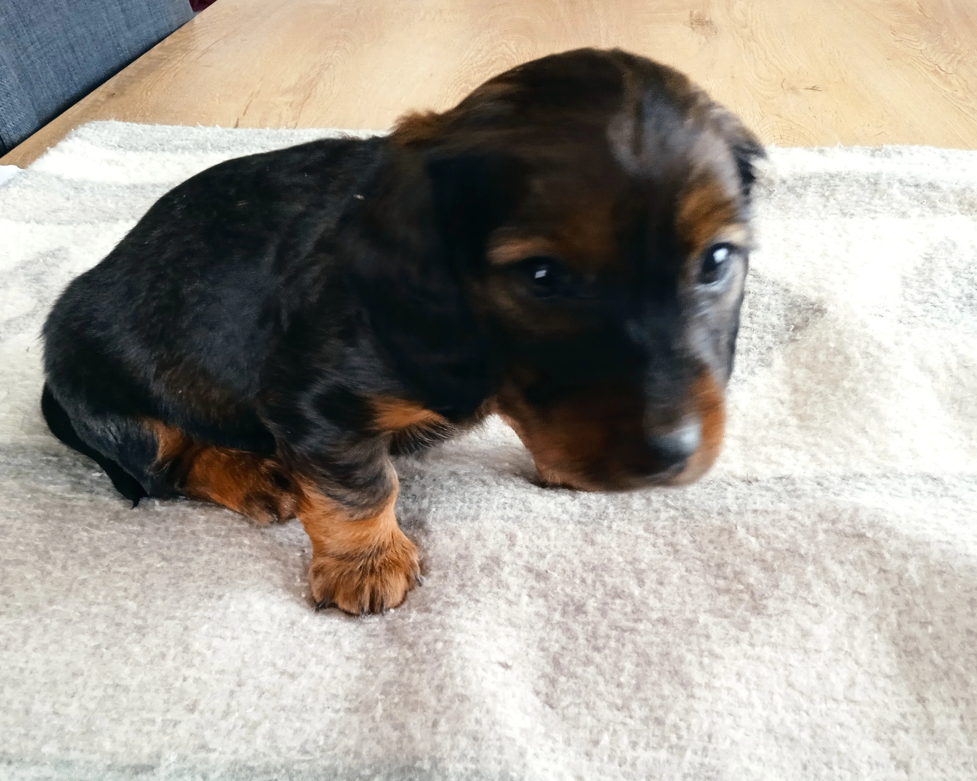 Jezevčík dlouhosrstý