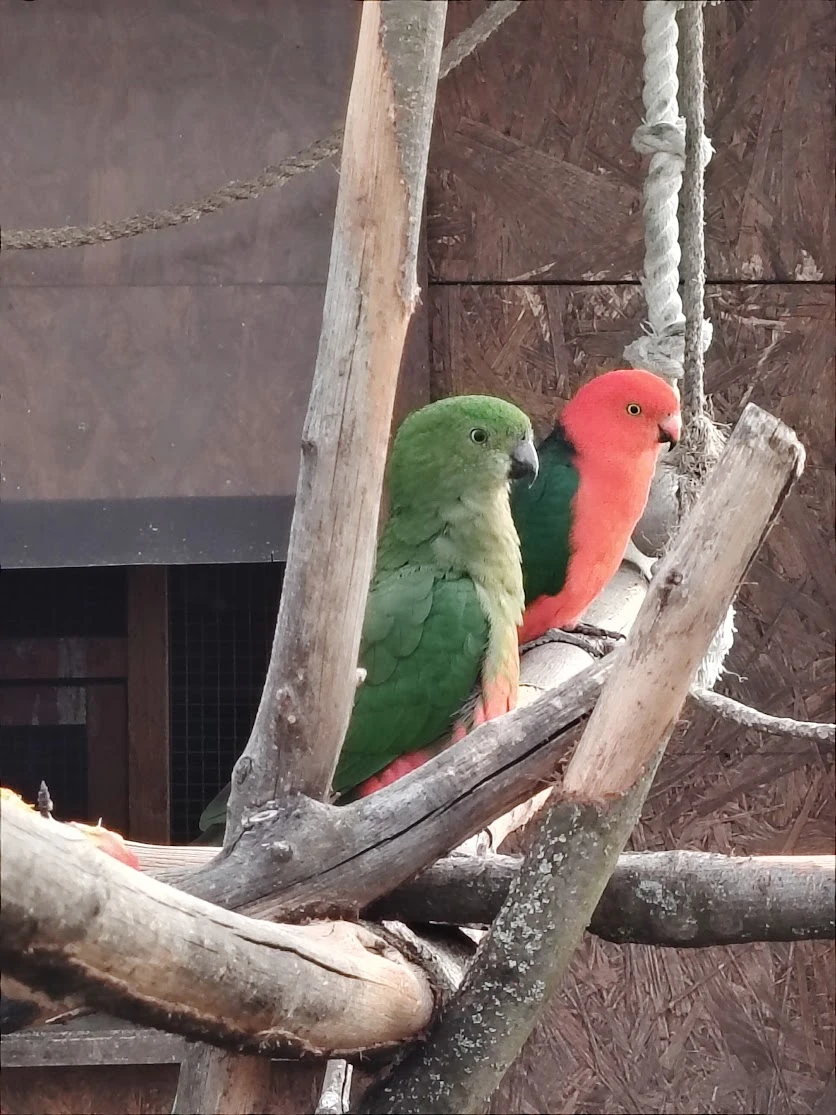 Pár pap. královských