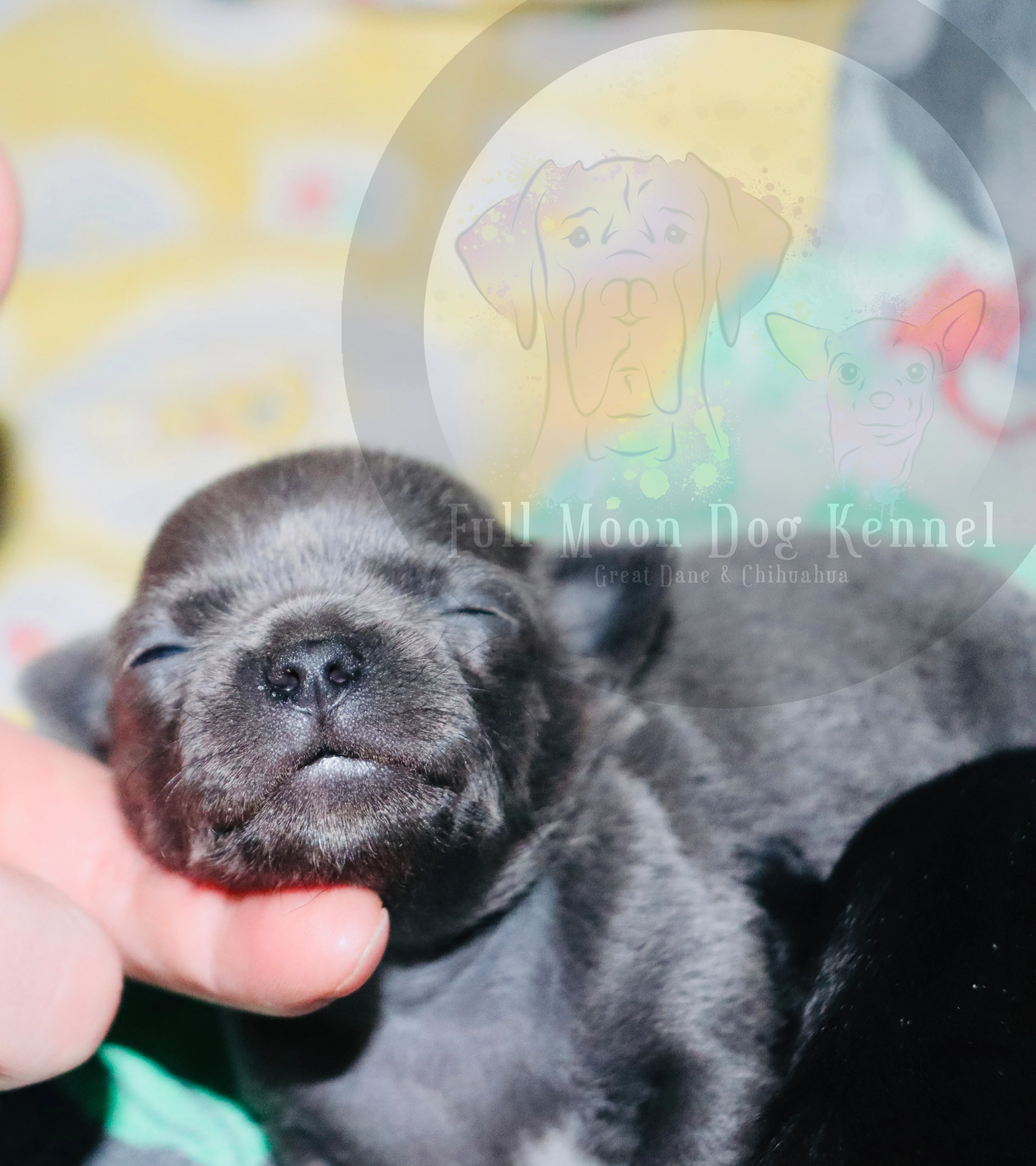 Čivava , Chihuahua s PP ( FCI )