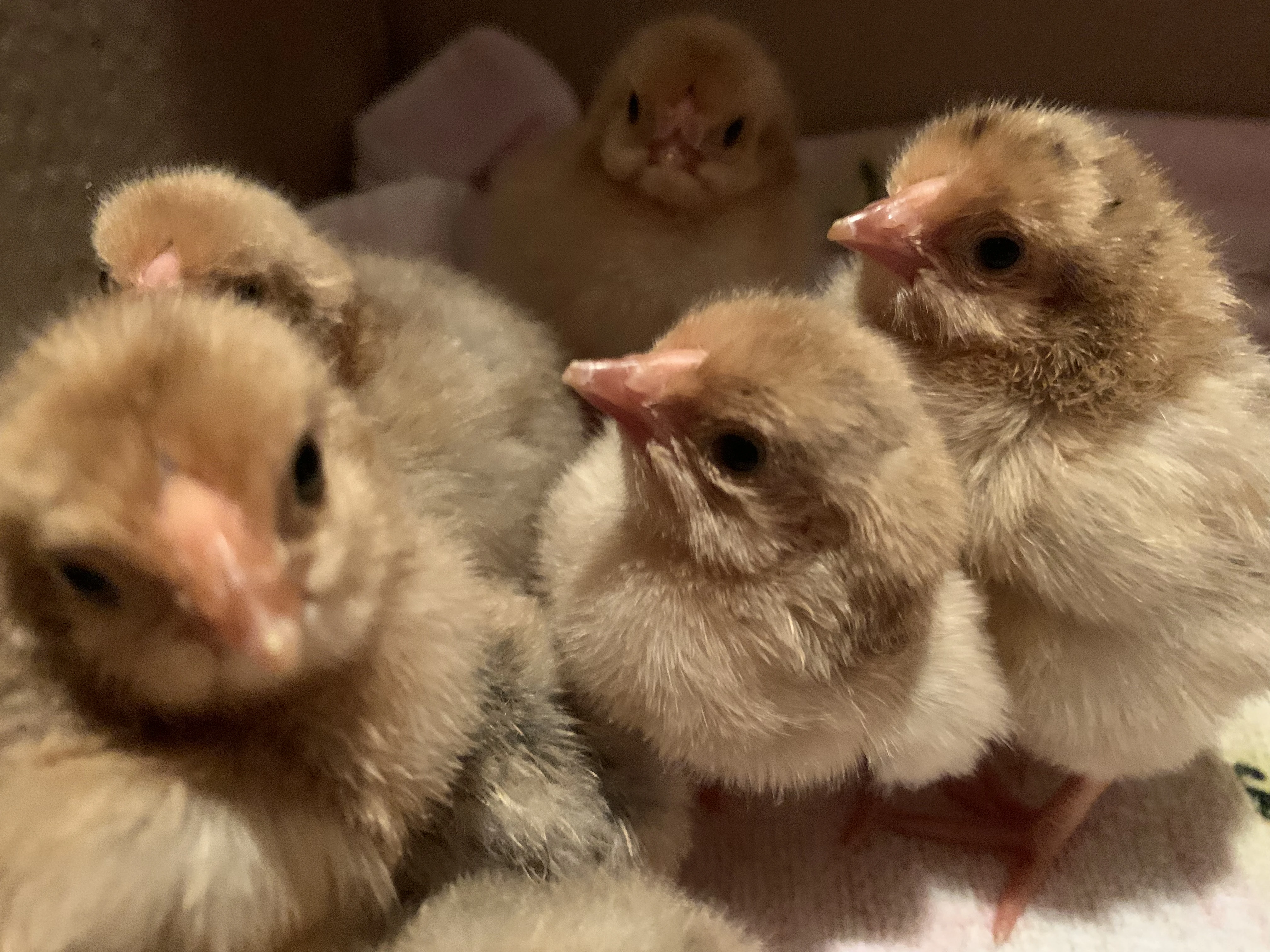 NV mix Šumavanka x Česká zlatá Kropenka