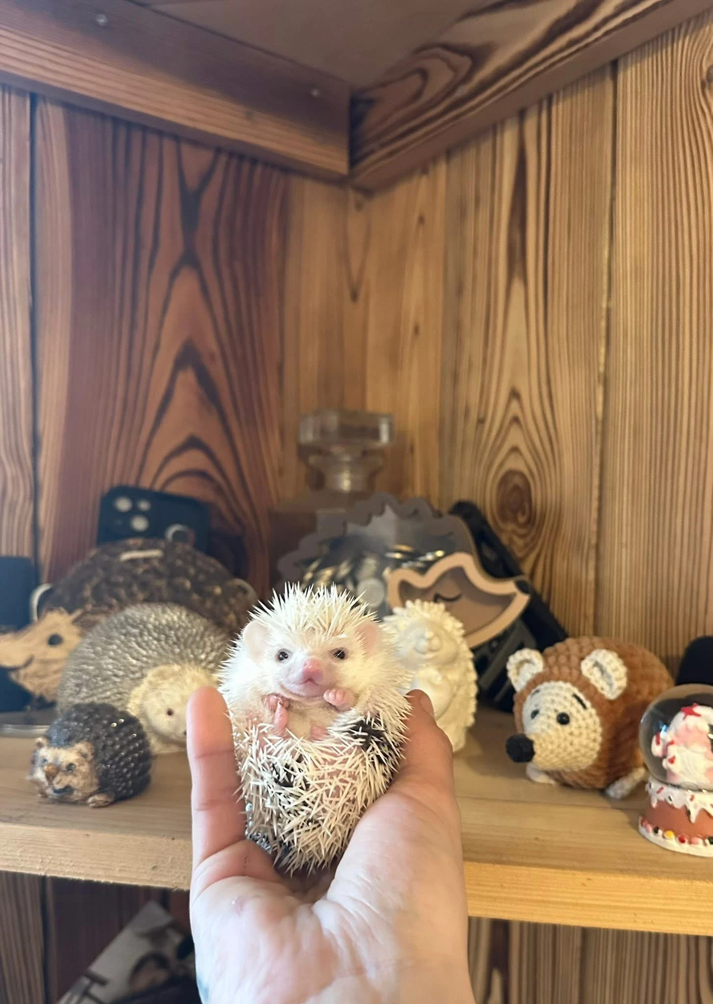 Africký trpasličí ježek s PP (ježek bělobřichý)