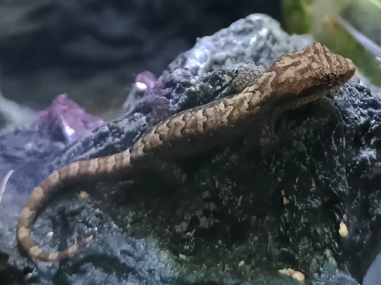 Gekon panenský Lepidodactylus lugubris