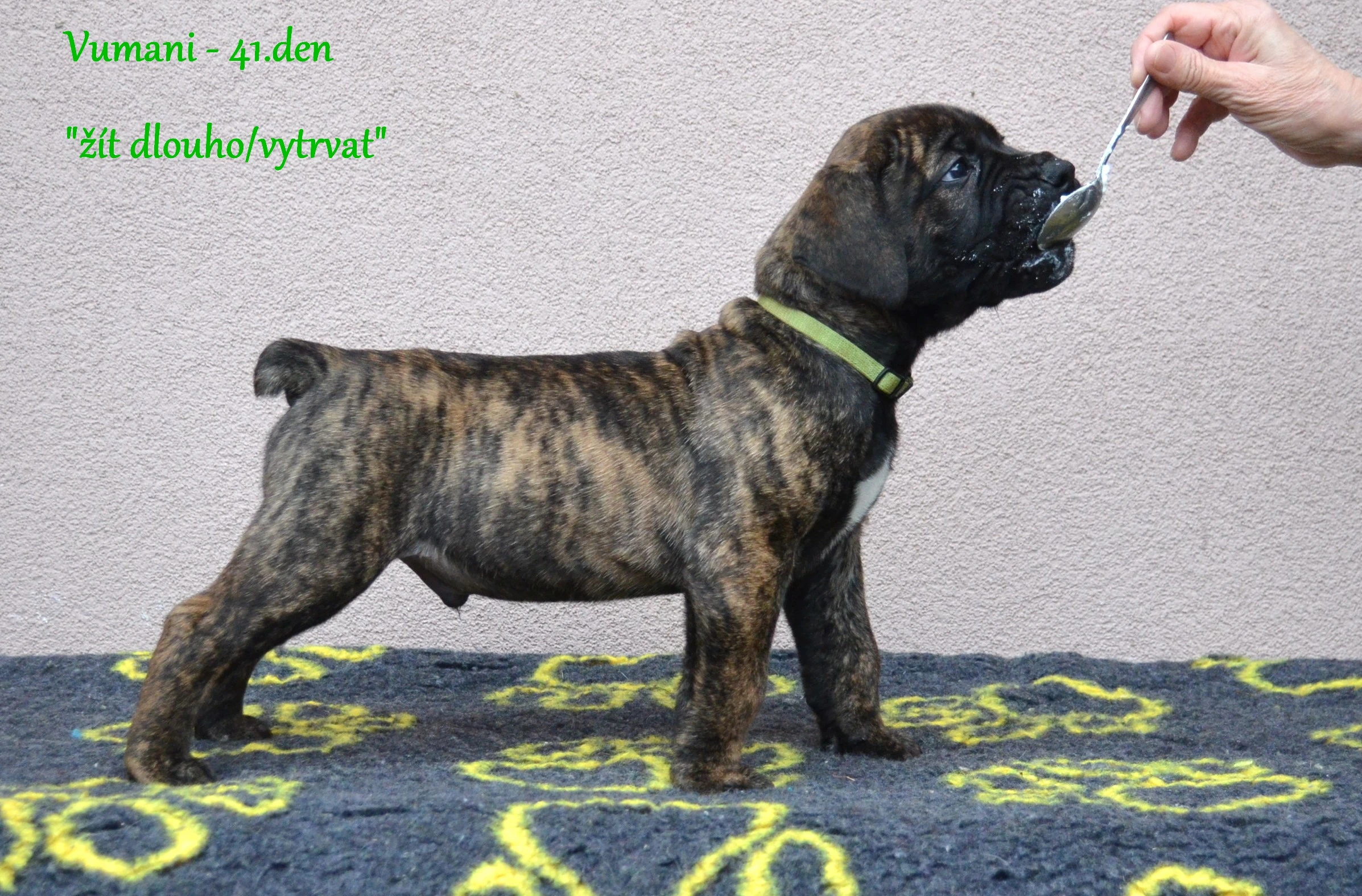 Boerboel štěně (FCI PP)