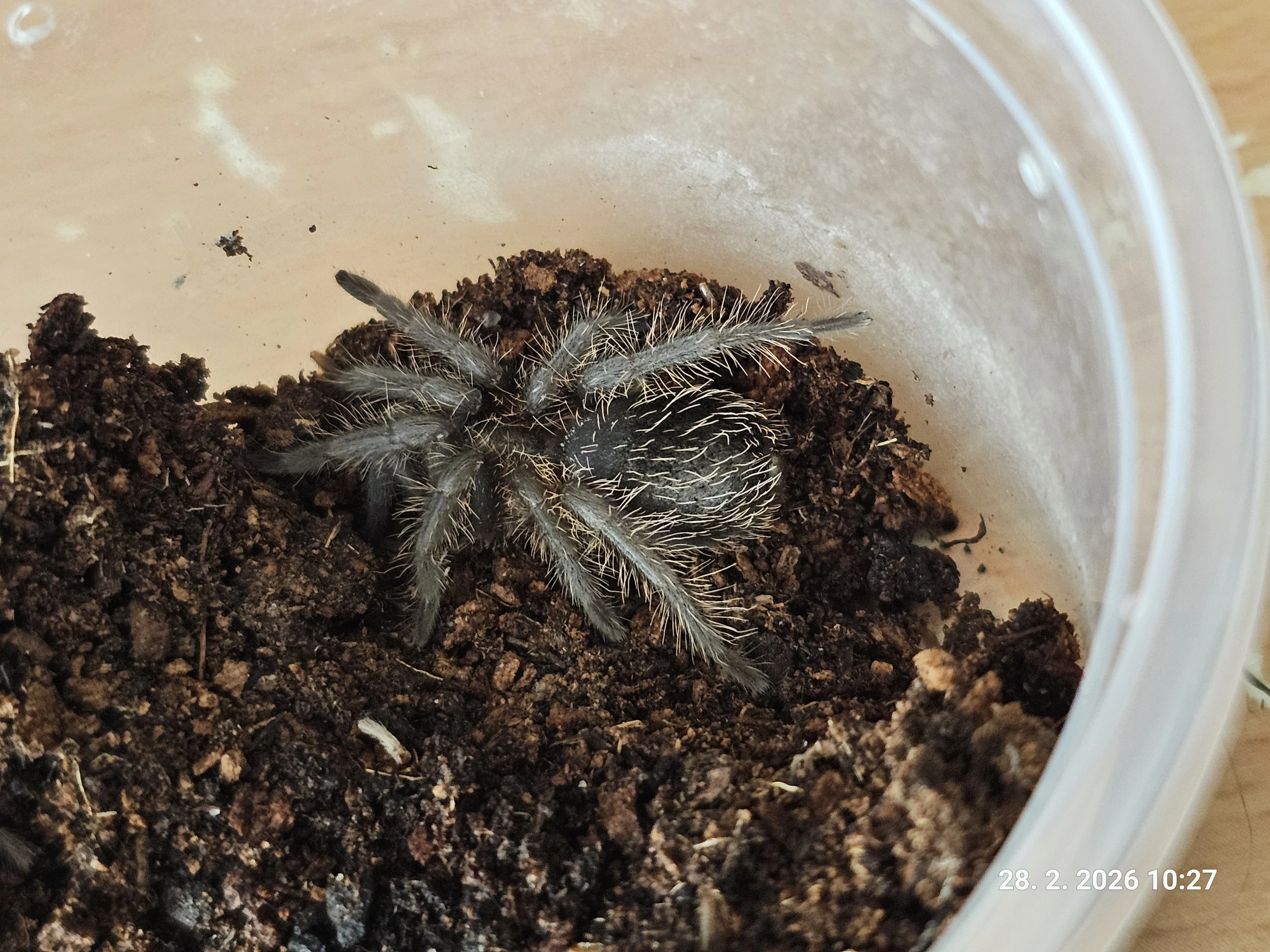 Prodám Tliltocatl albopilosum Nikaragua