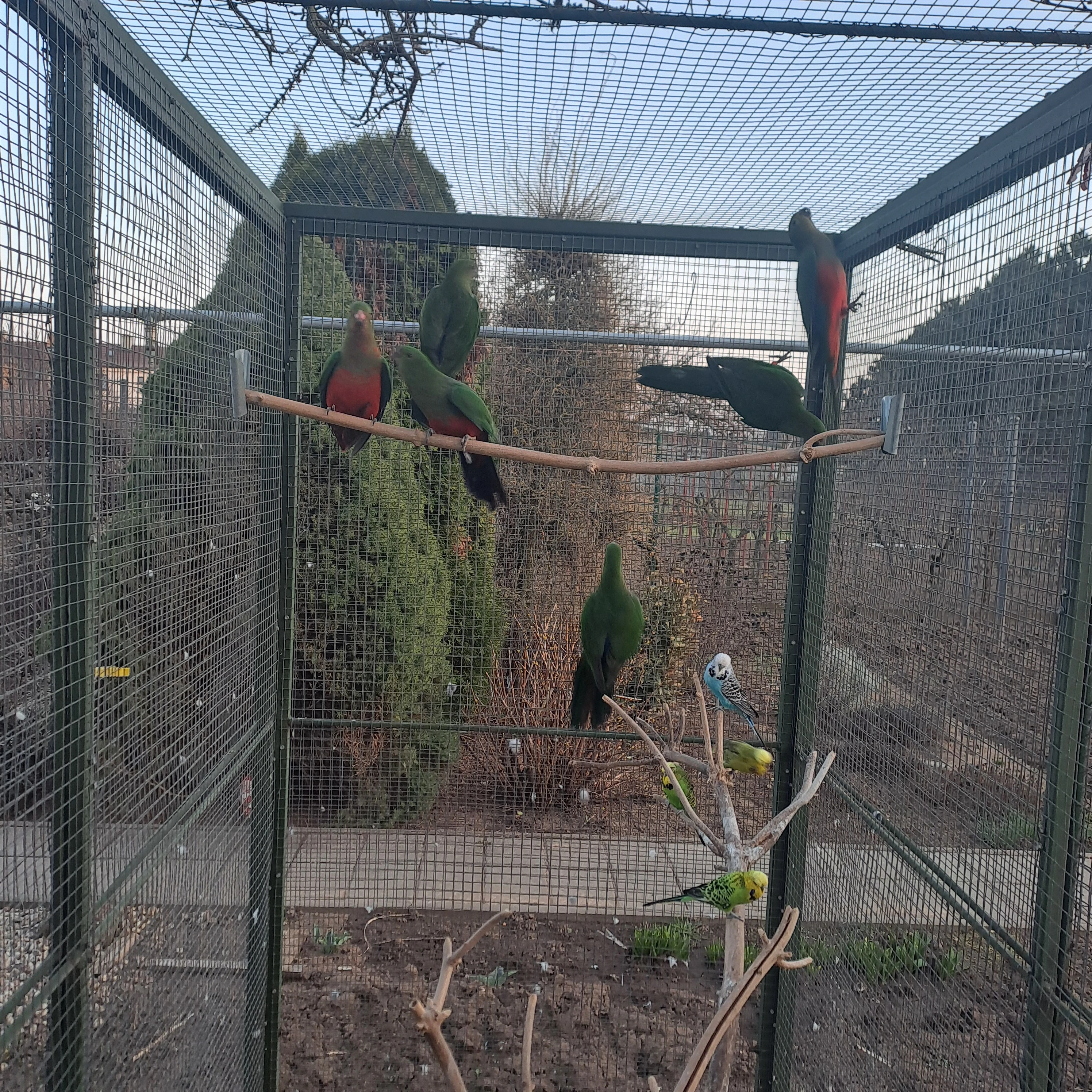 Papoušek královský