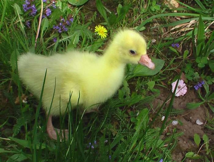 Housata husy německé nosné