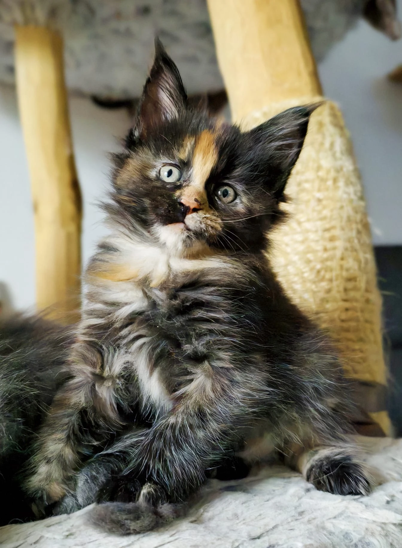 Mainské mývalí holčičky