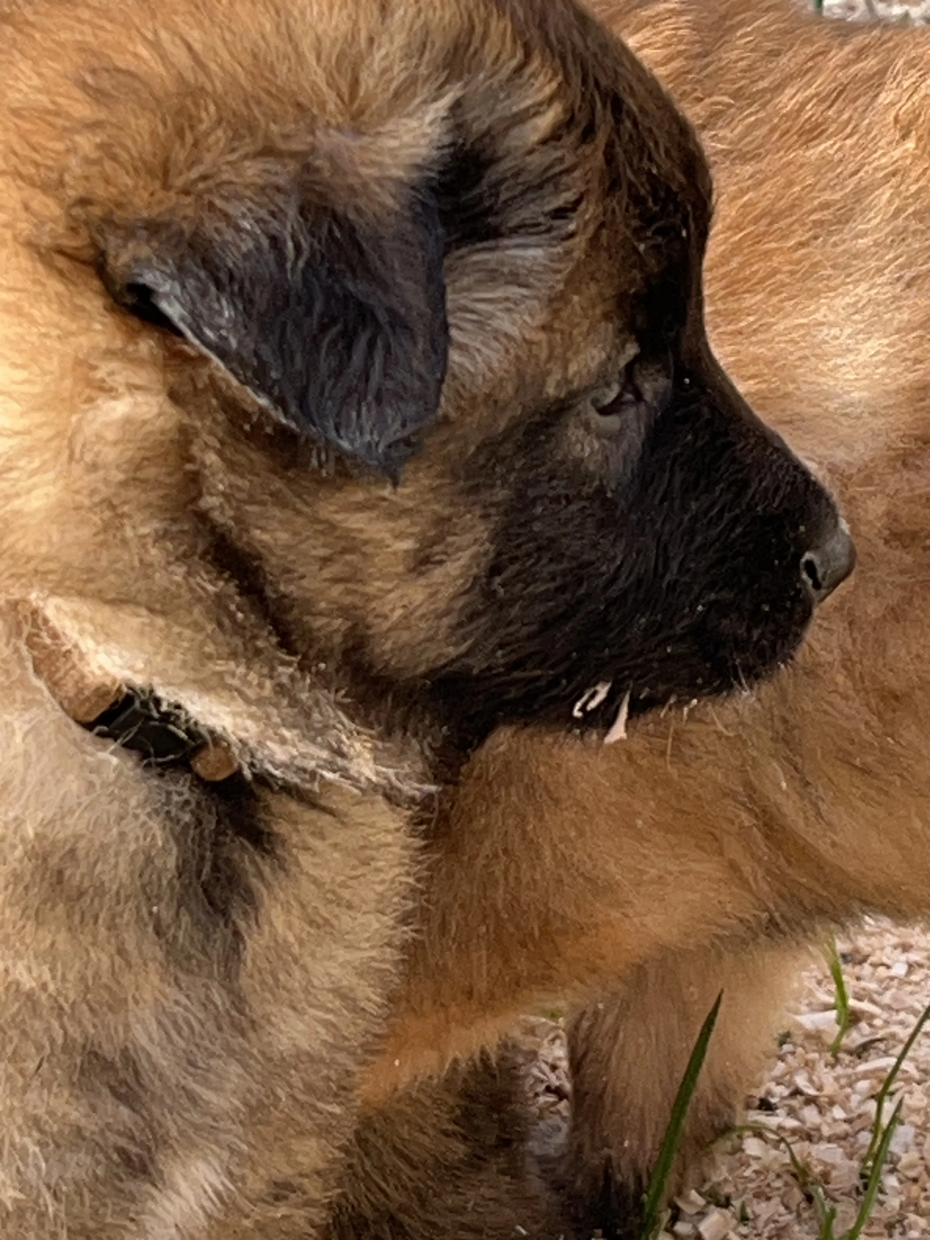 Prodam stenata belgickeho ovcaka Tervueren