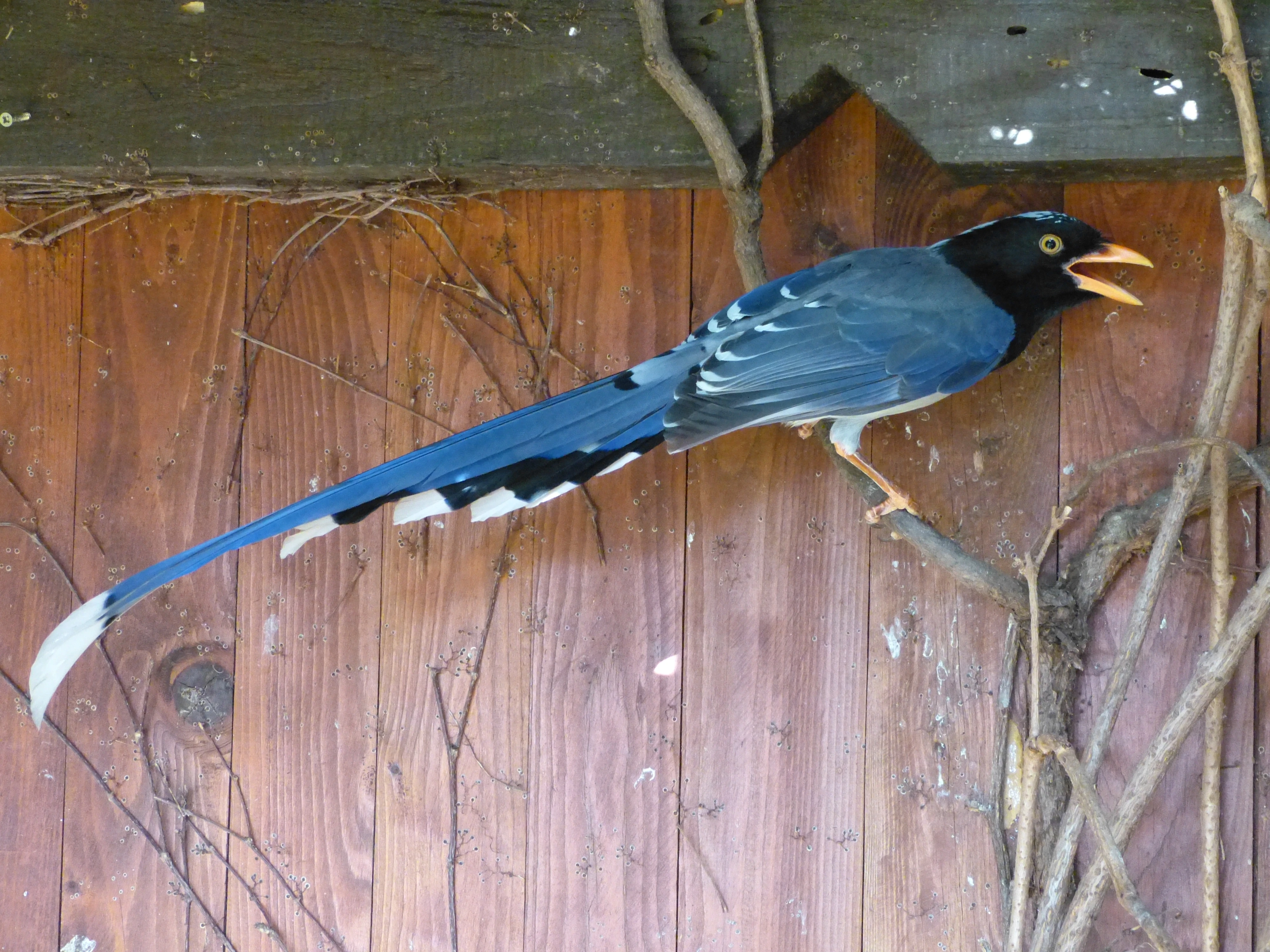 Prodám Krasky červenozobé