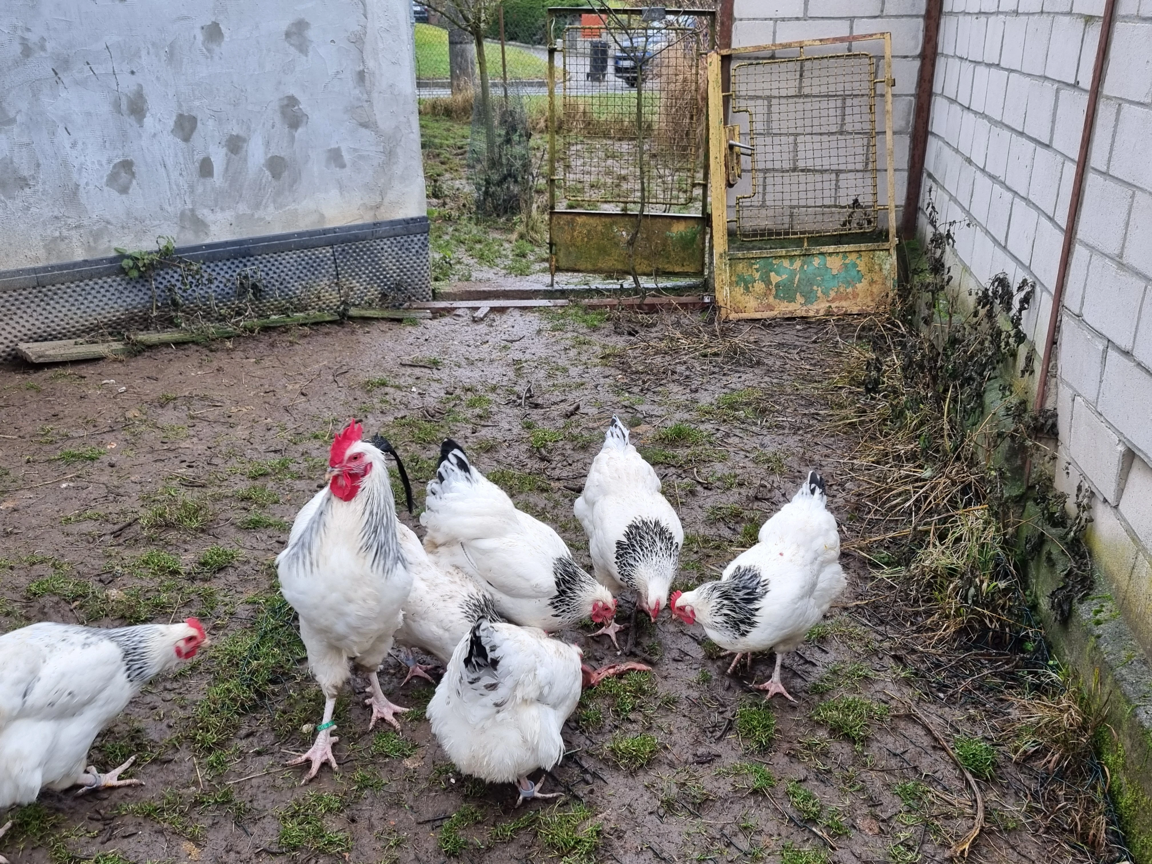 Násadová vejce Sasexka bílá kolumbijská