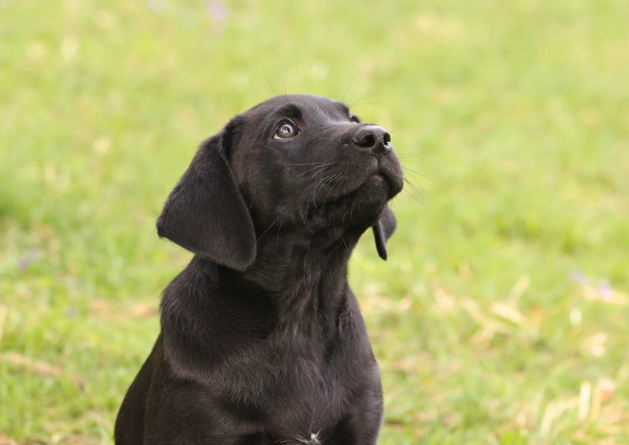 Štěně Labrador retrievera s PP – Field Trial linie