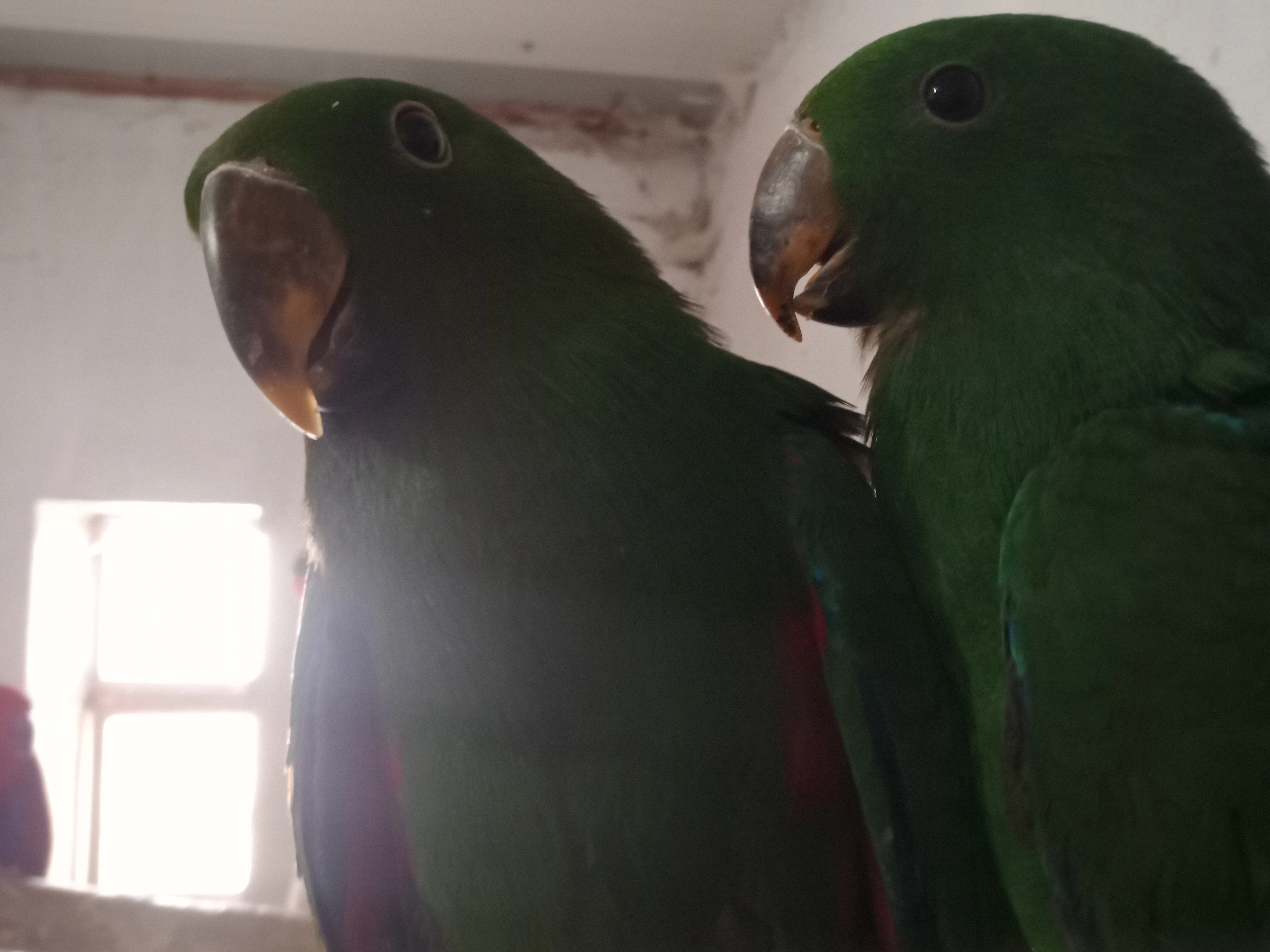 Prodám eklektus šalamoucký.