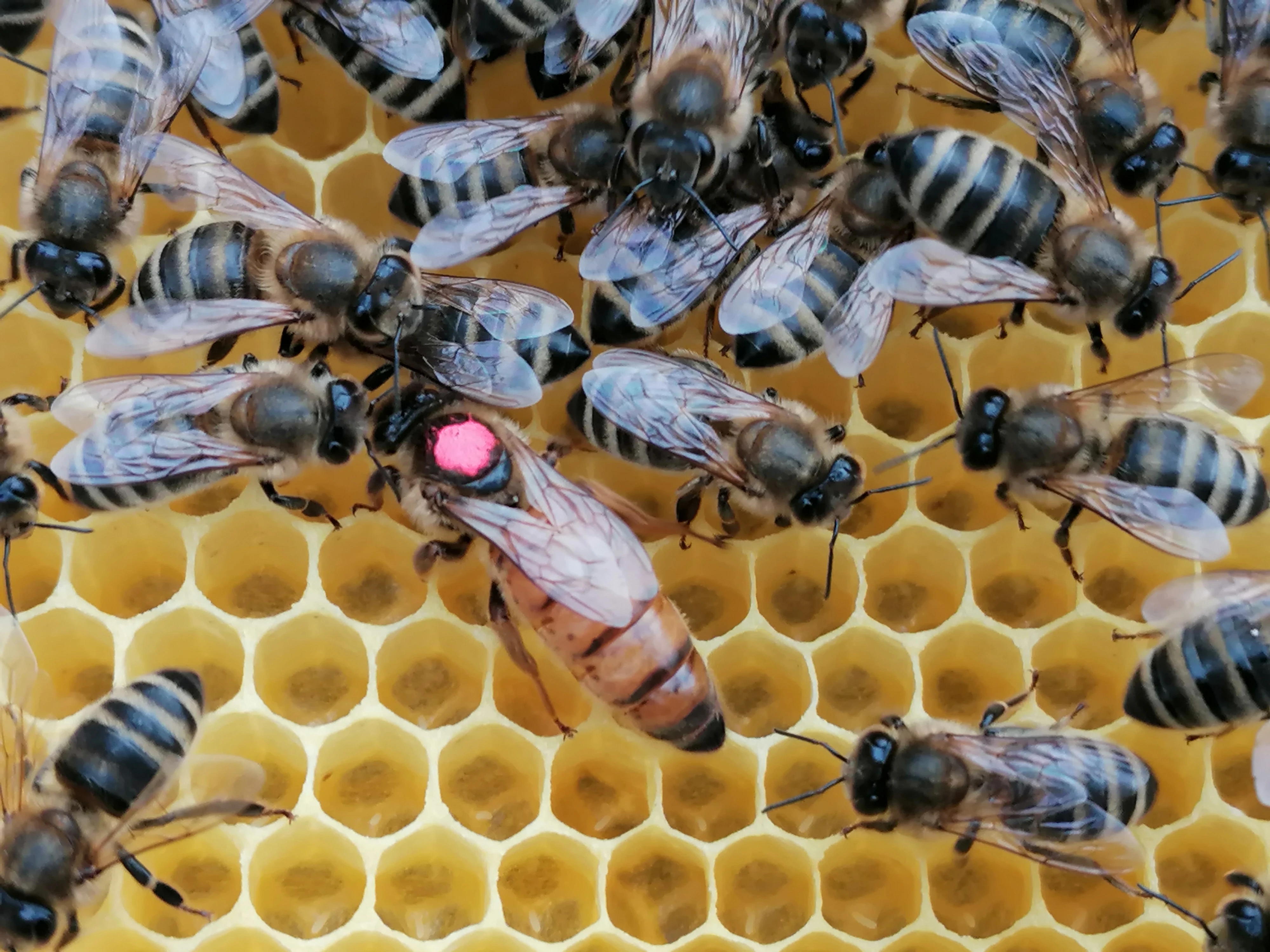 Právě jste našli vaše vyzimovaná včelstva.